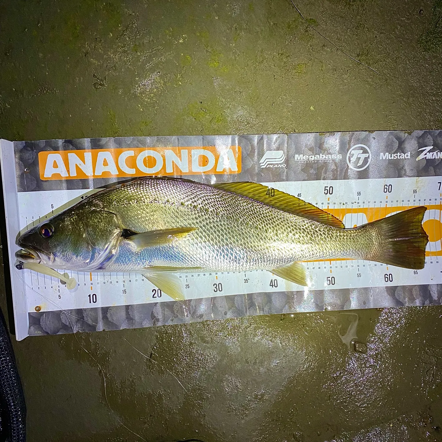 Japanese meagre caught on Fishbrain