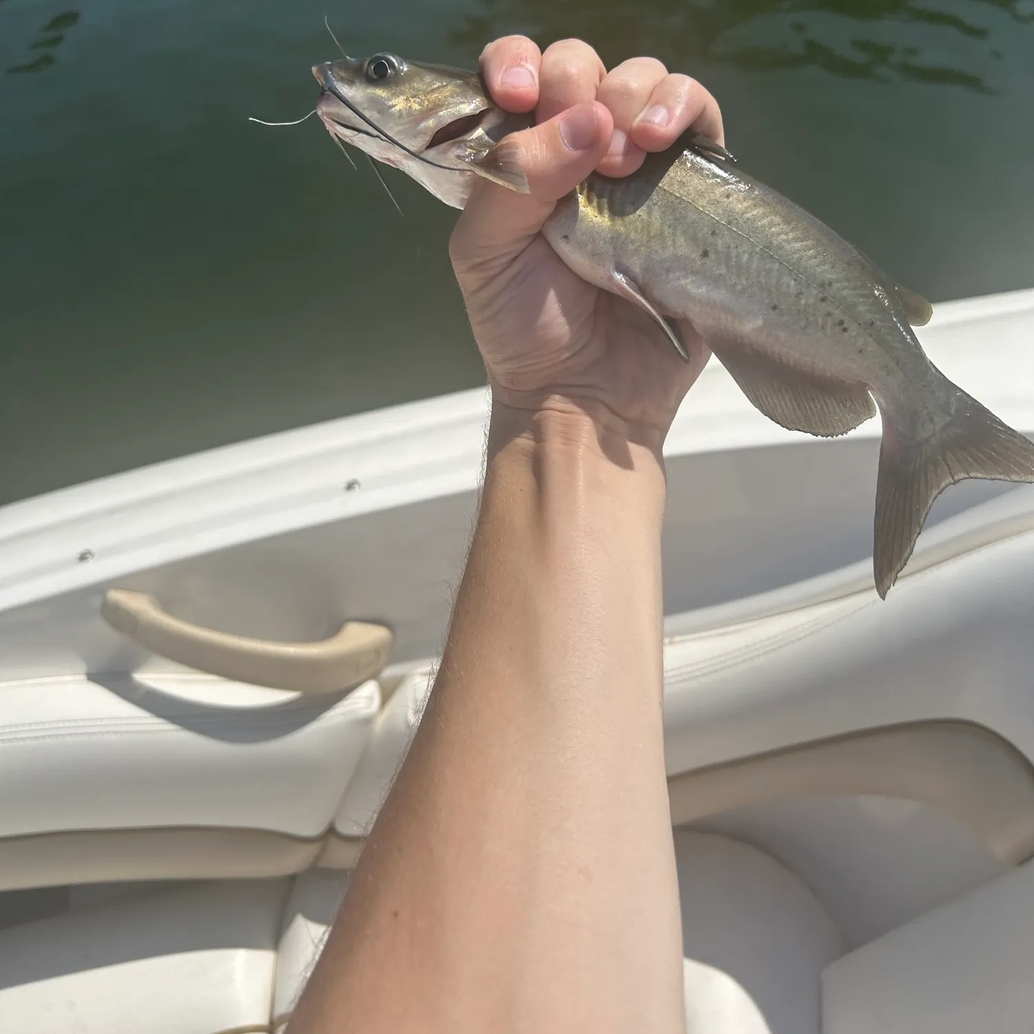 Channel catfish caught on Fishbrain
