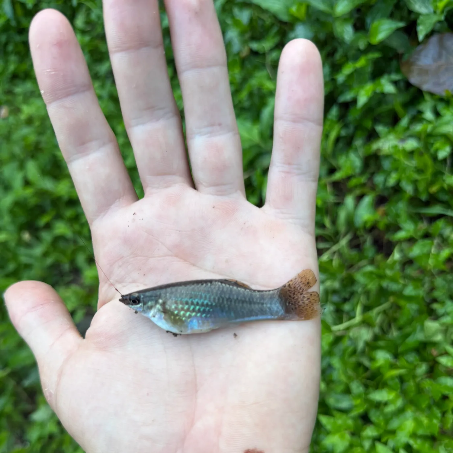 The most recent Shortfin molly catches on Fishbrain