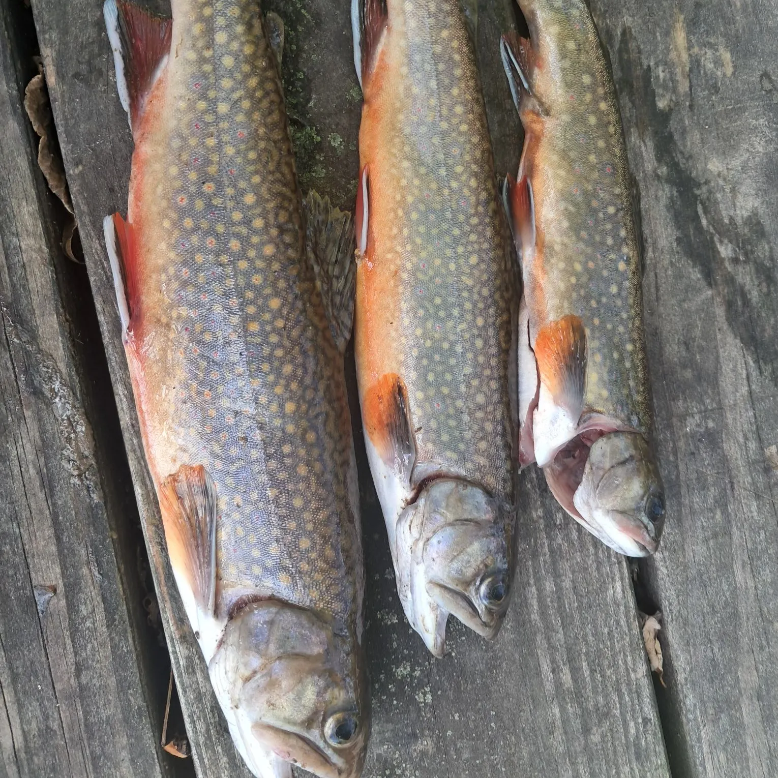 Brook trout caught on Fishbrain