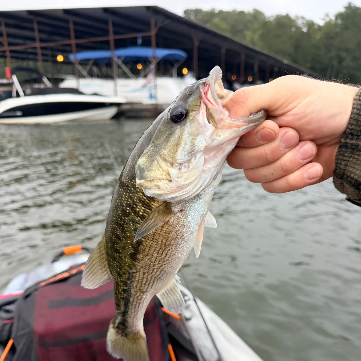 Spotted bass caught on Fishbrain