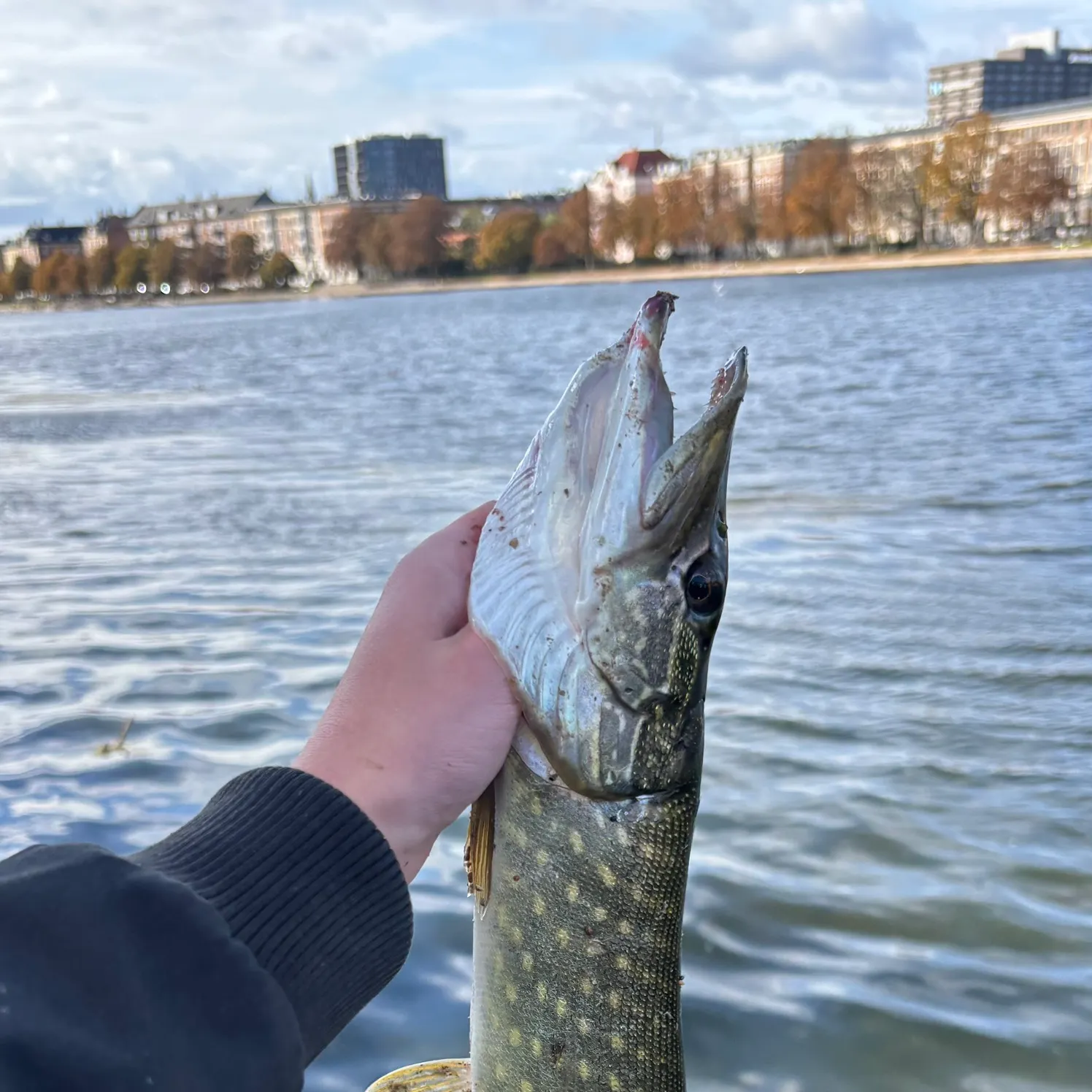 Northern pike caught on Fishbrain