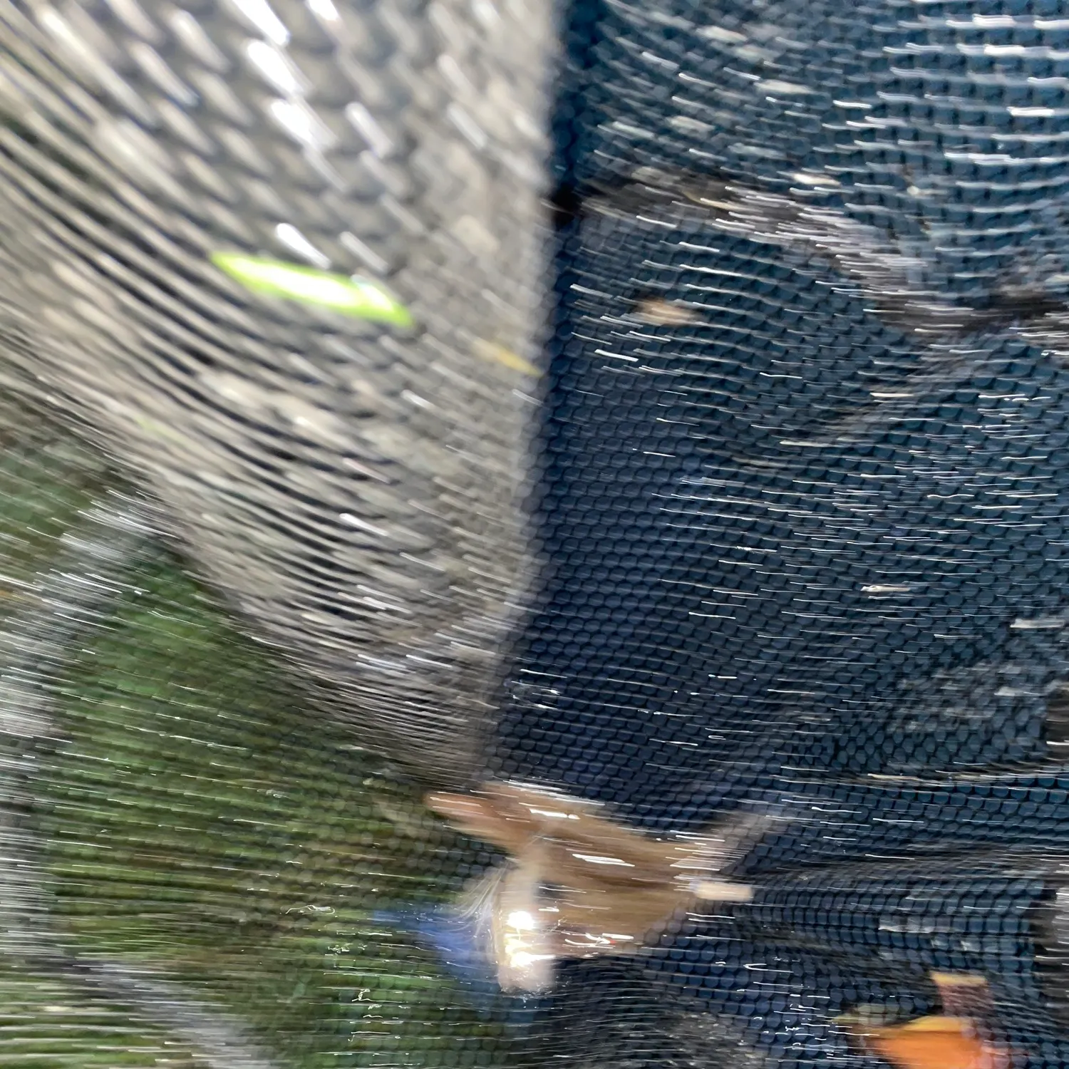 Gudgeon caught on Fishbrain
