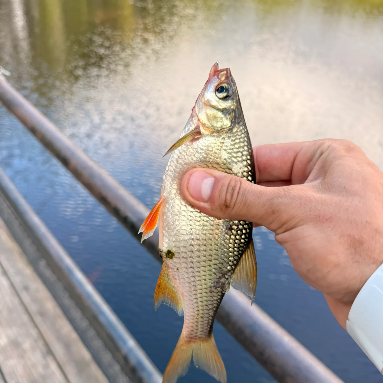 Golden shiner caught on Fishbrain