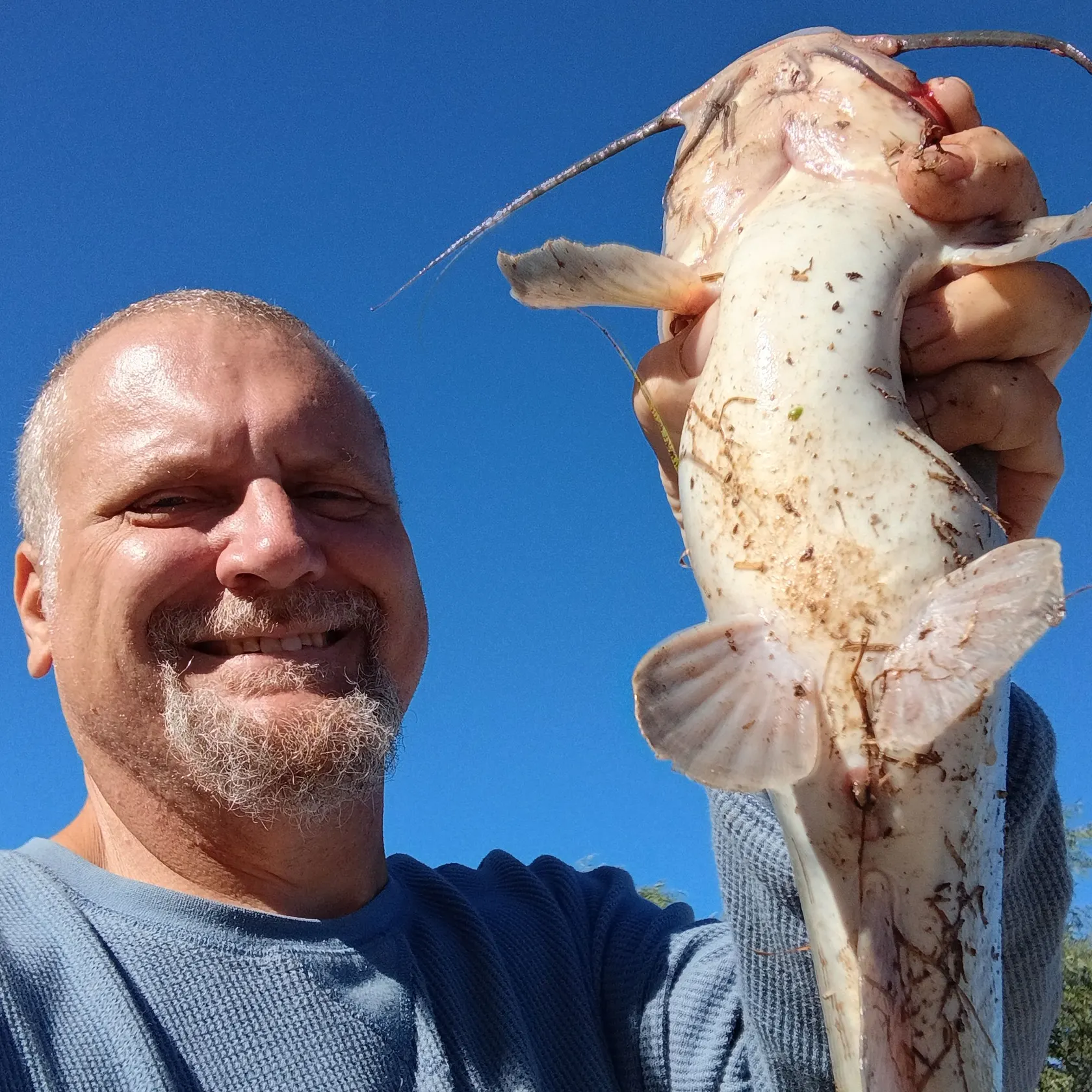 Channel catfish caught on Fishbrain