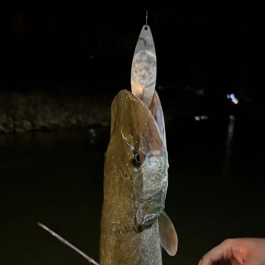 Northern pike caught on Fishbrain