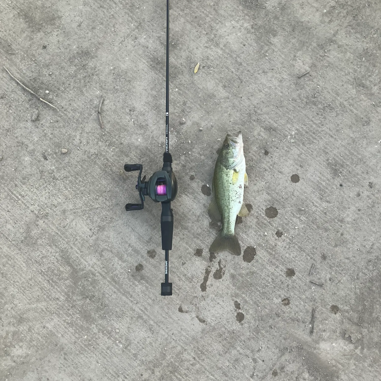 Largemouth bass caught on Fishbrain