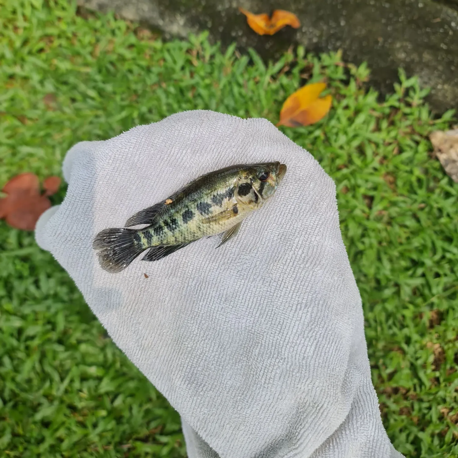 Jaguar cichlid caught on Fishbrain