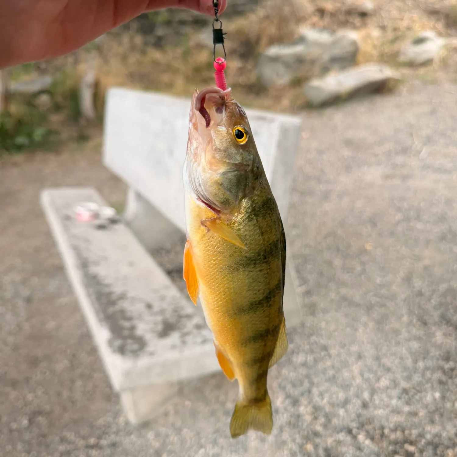 catch