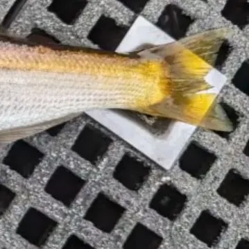 The most recent Longfin pike catches on Fishbrain