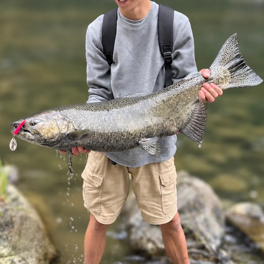 Chinook salmon caught on Fishbrain