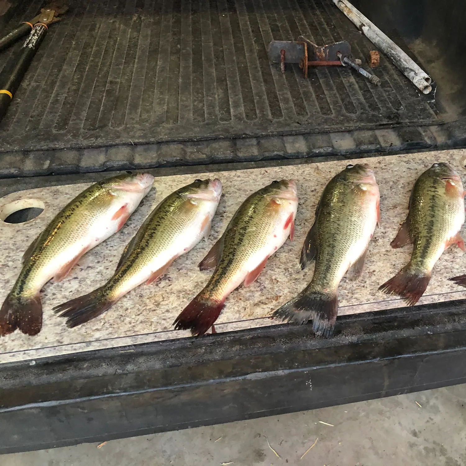 recently logged catches