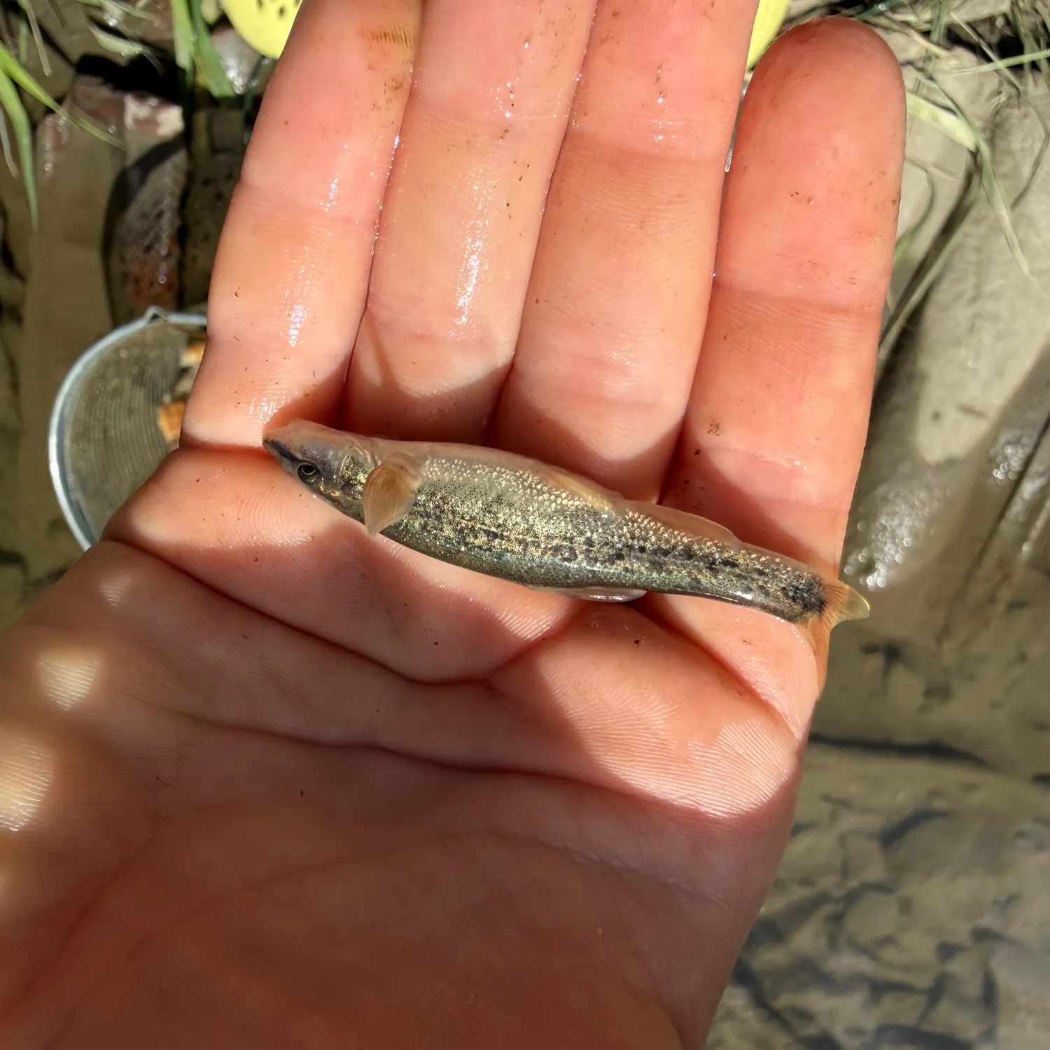 The most recent Longnose dace catches on Fishbrain