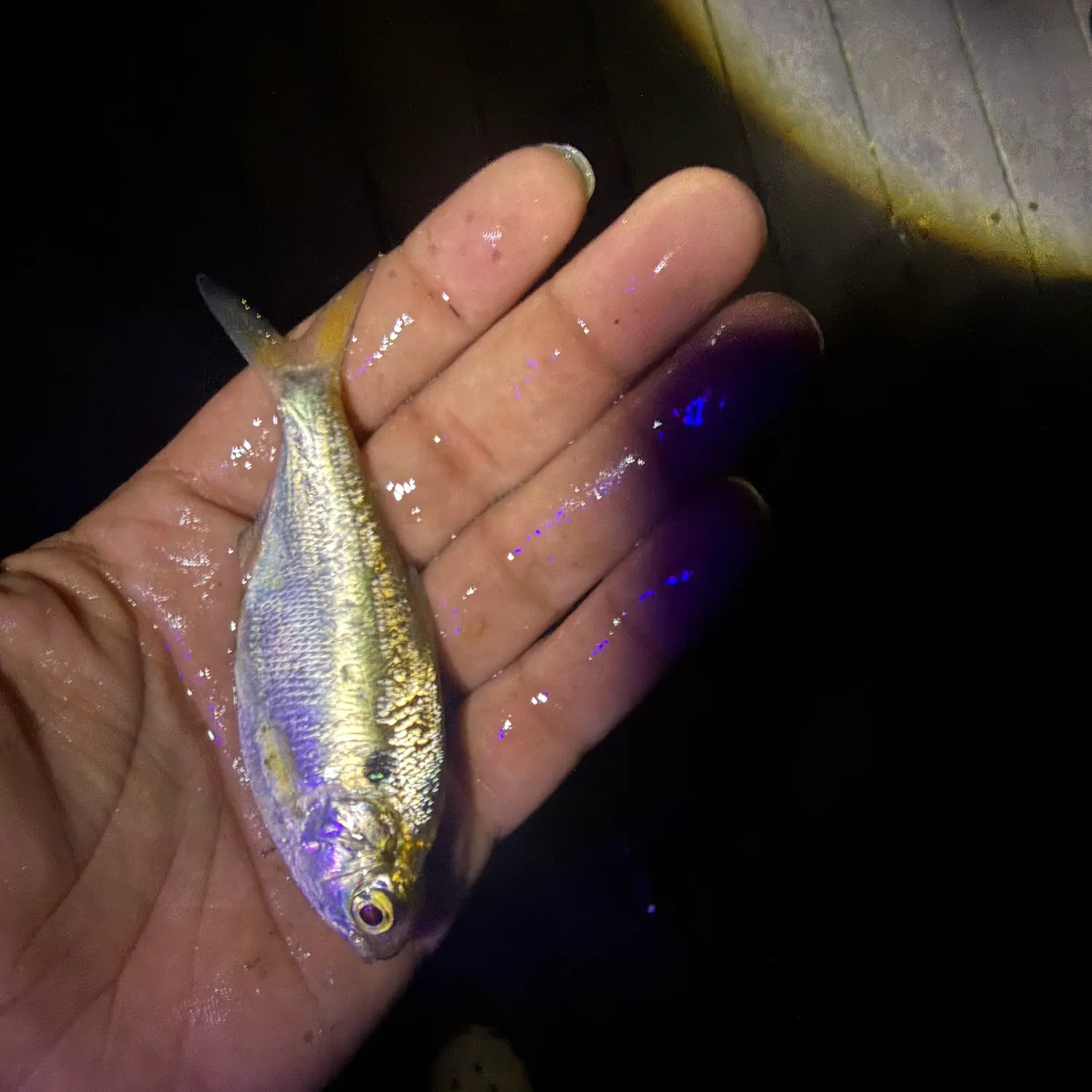Threadfin shad caught on Fishbrain