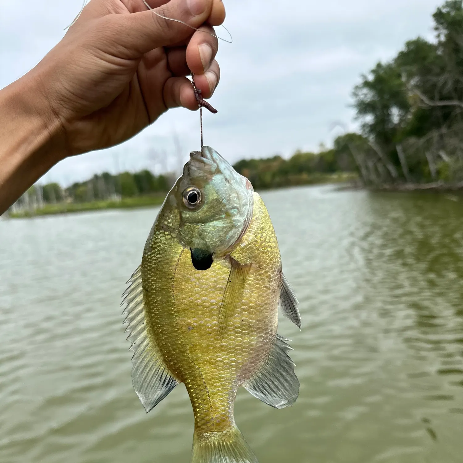 Bluegill caught on Fishbrain