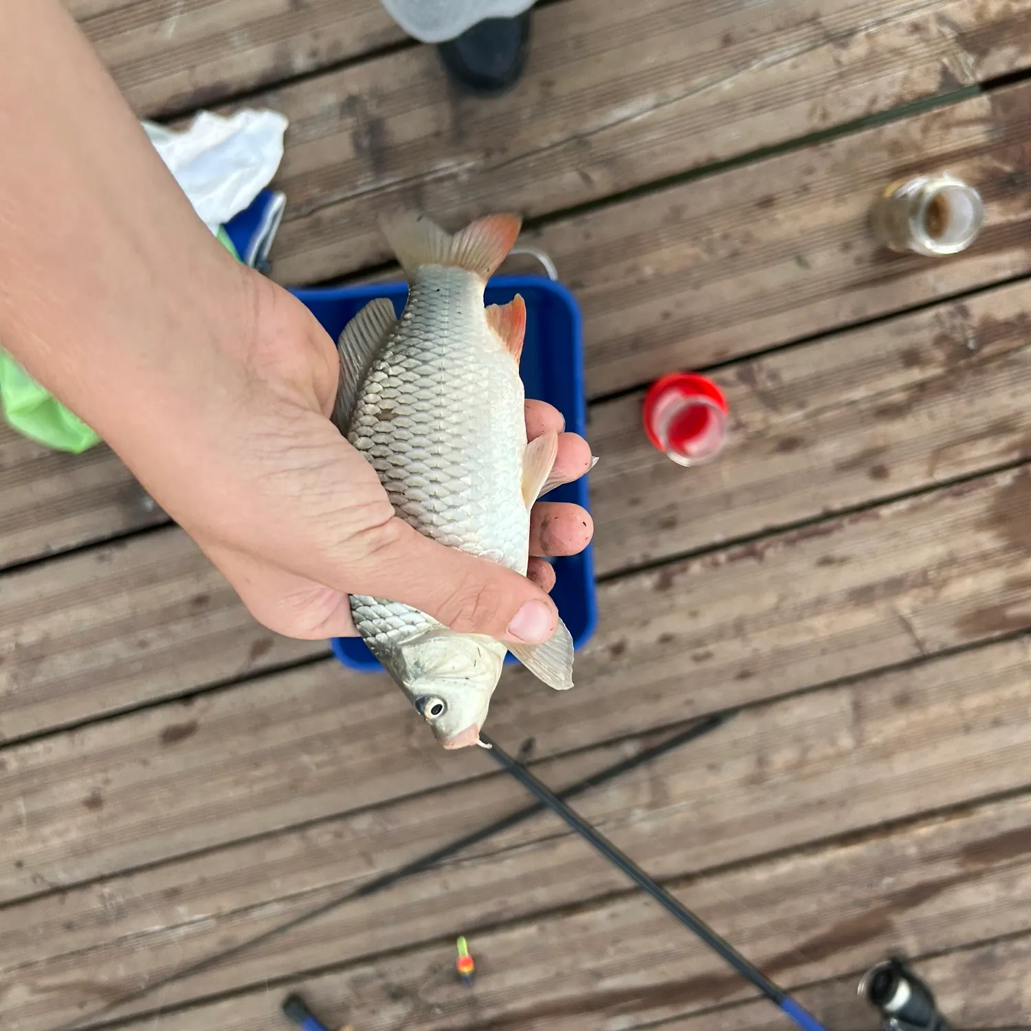 Crucian carp caught on Fishbrain