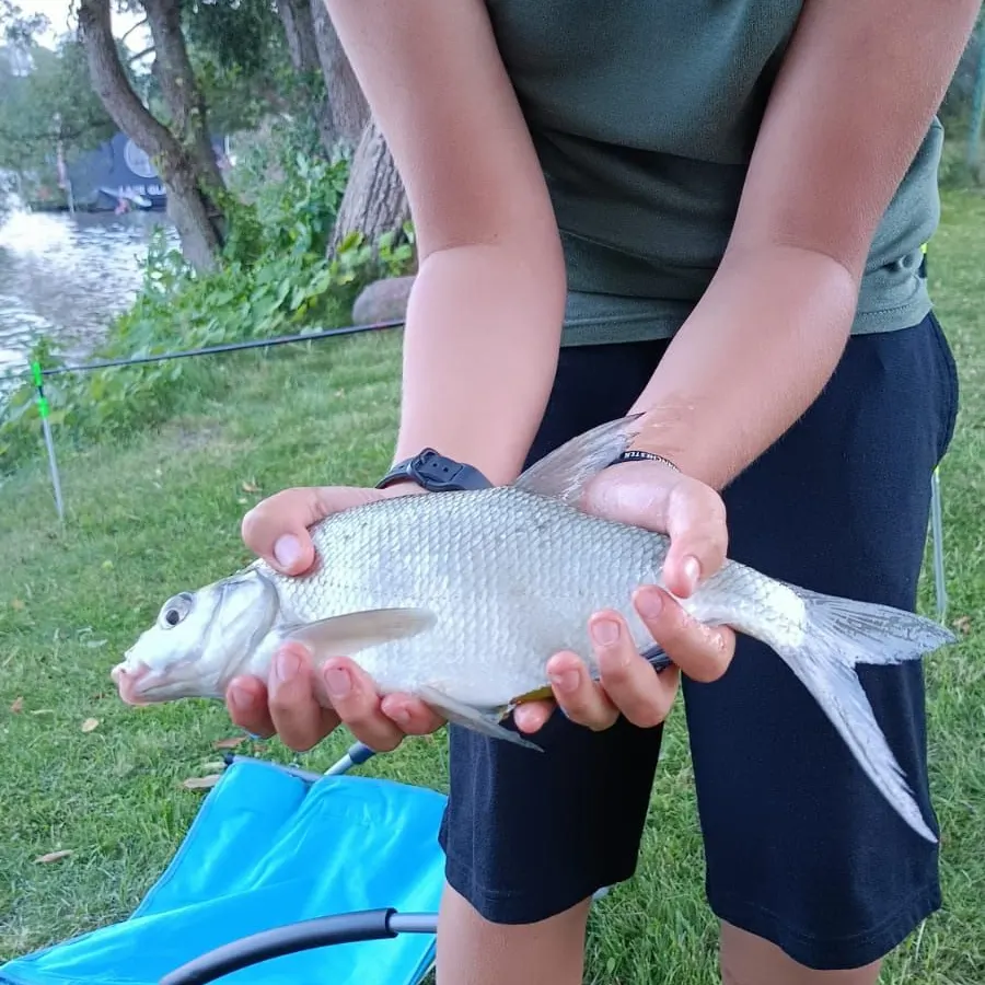 Common bream caught on Fishbrain