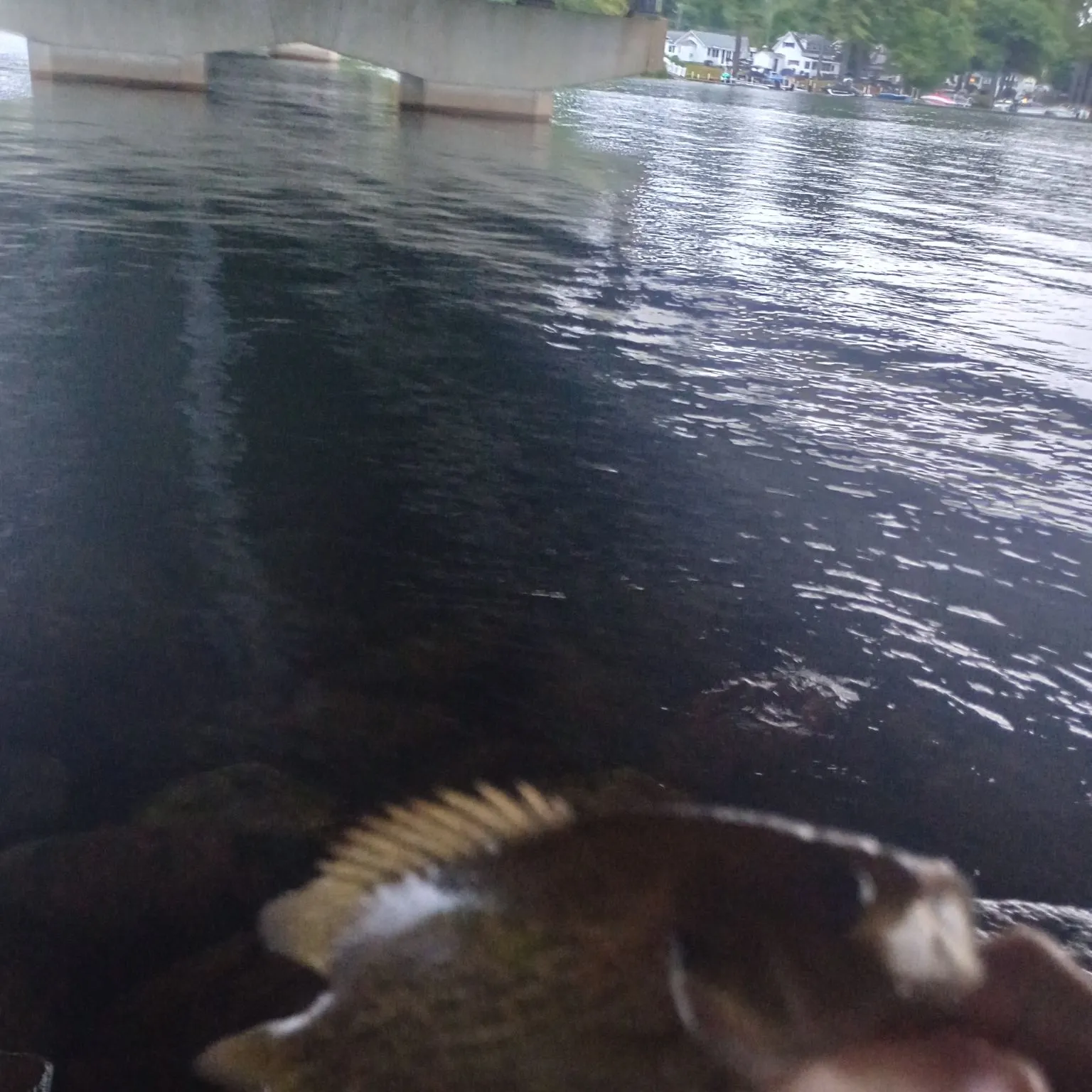 Rock bass caught on Fishbrain