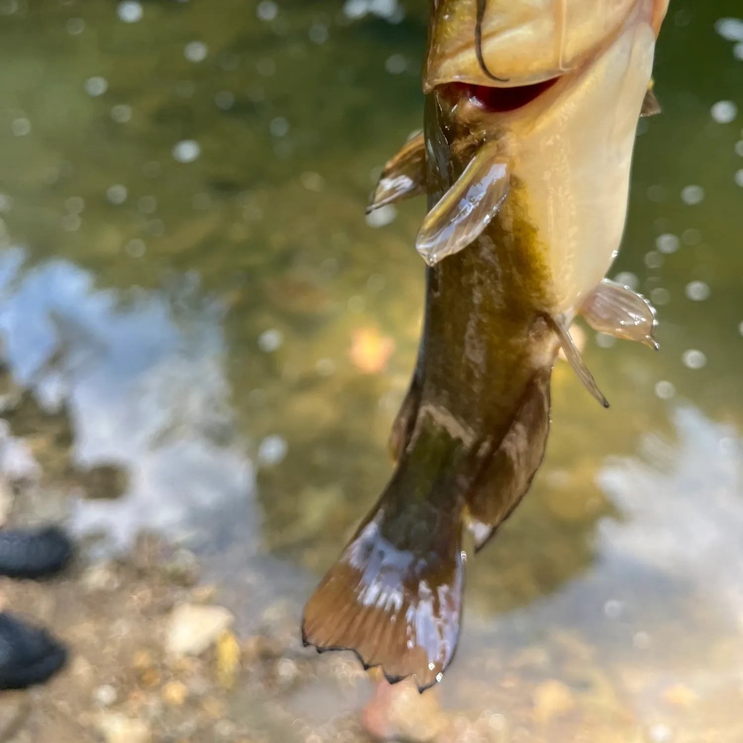 Black bullhead caught on Fishbrain