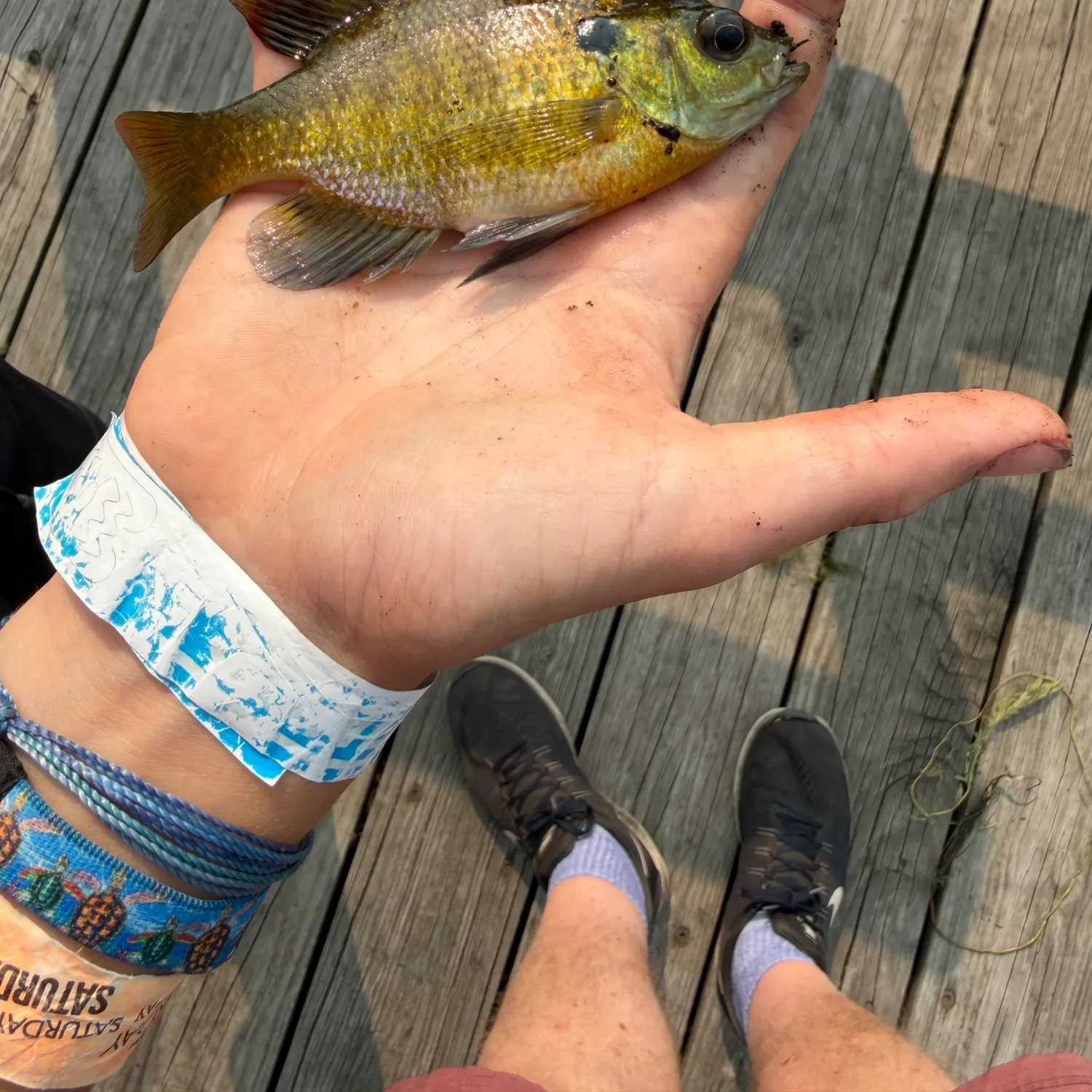 Bluegill caught on Fishbrain