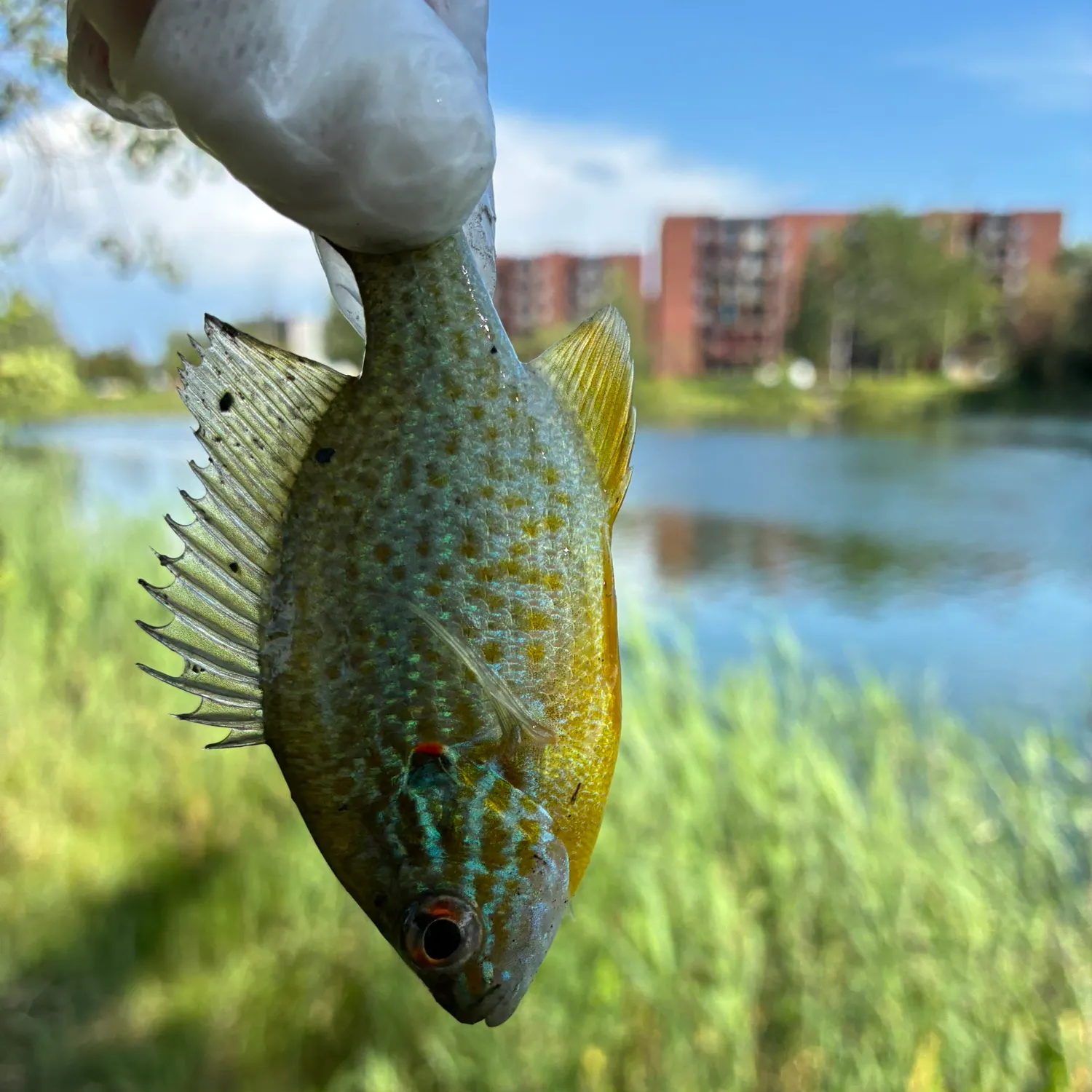 Pumpkinseed caught on Fishbrain
