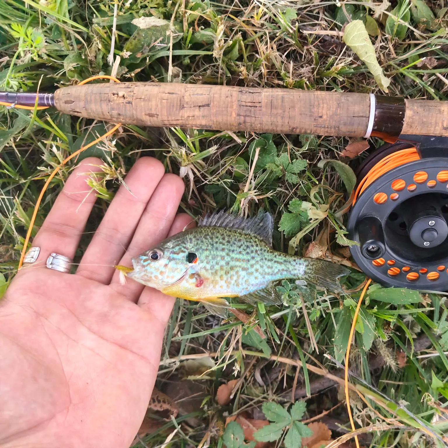 Pumpkinseed caught on Fishbrain