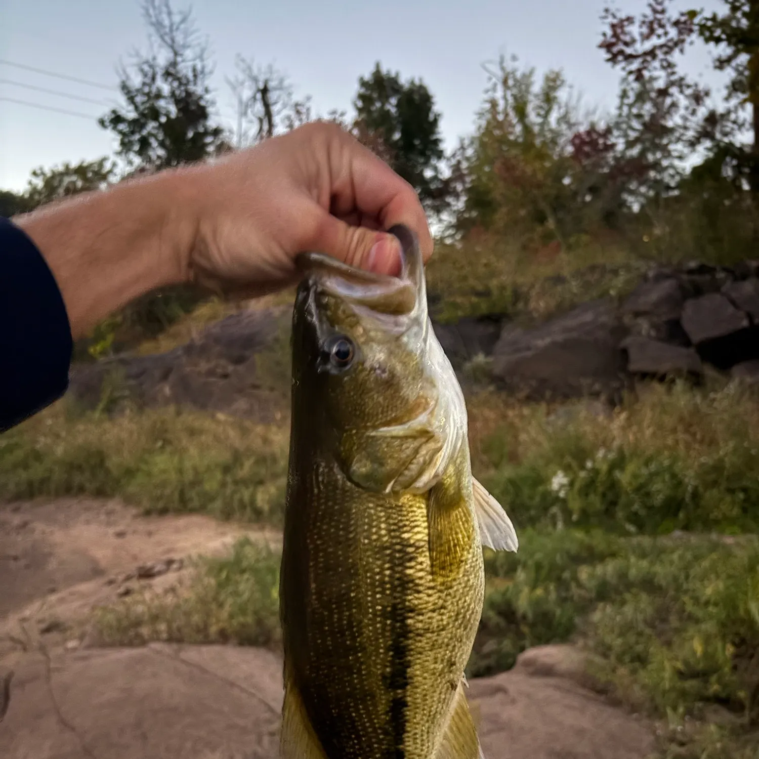 Alabama bass caught on Fishbrain