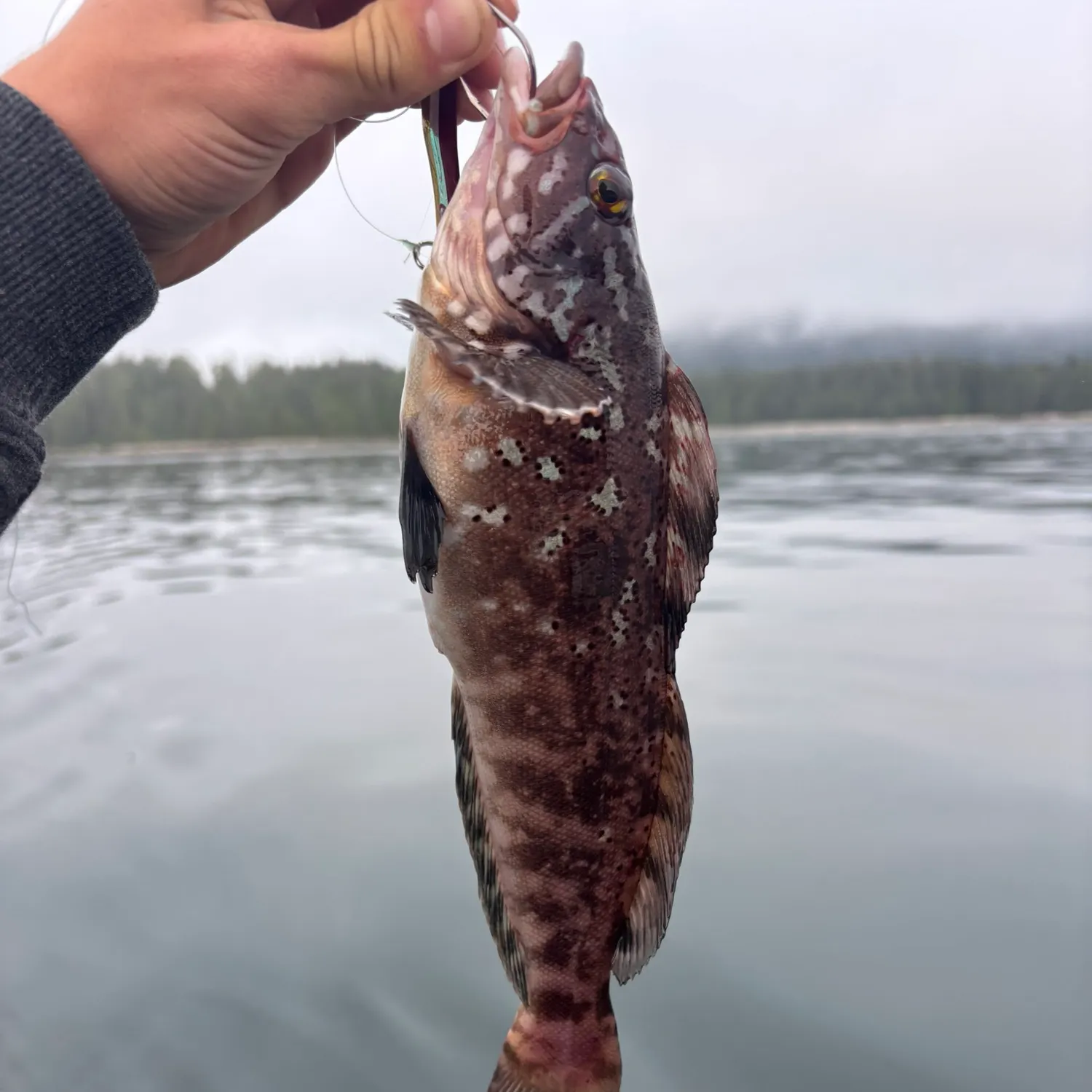 The most recent Whitespotted greenling catches on Fishbrain
