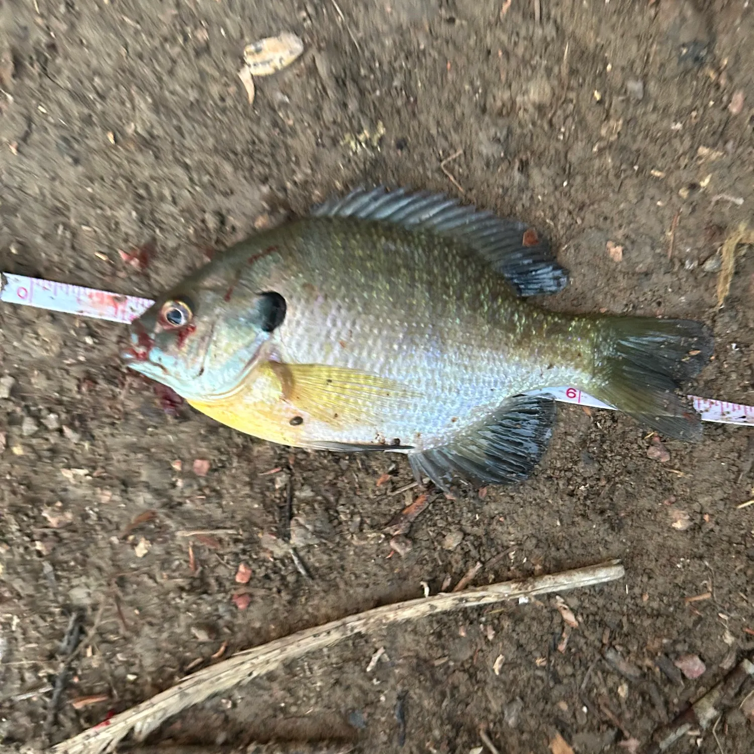Bluegill caught on Fishbrain