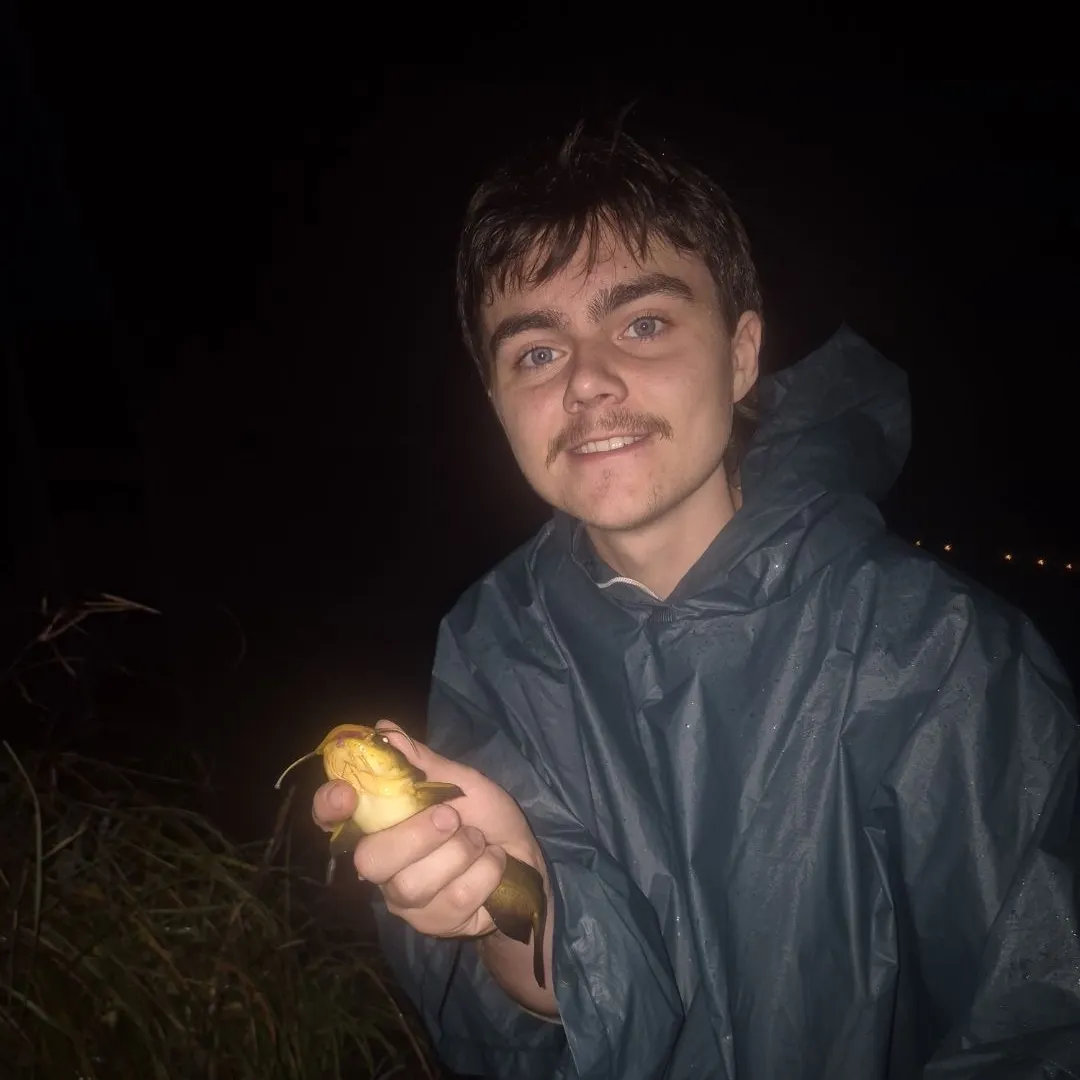 Yellow bullhead caught on Fishbrain