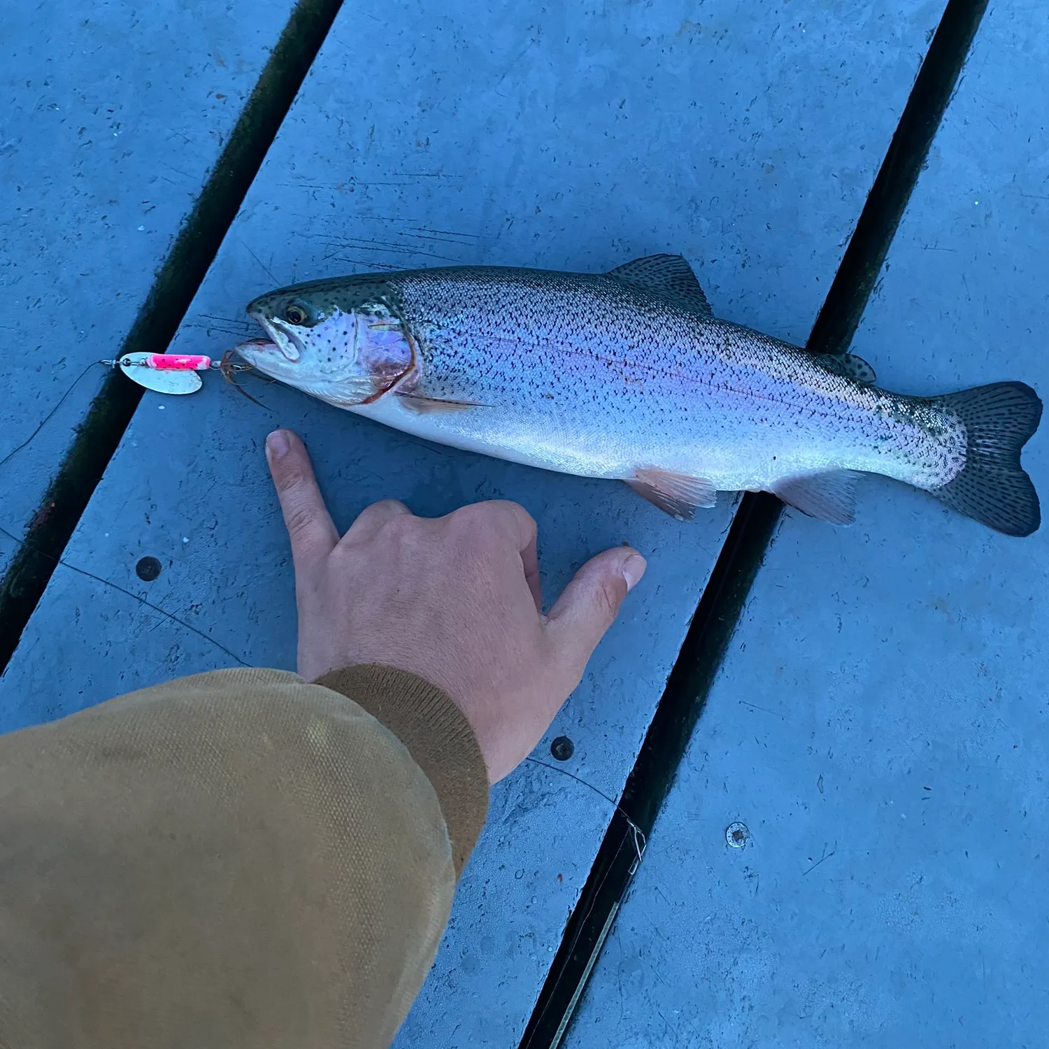 recently logged catches