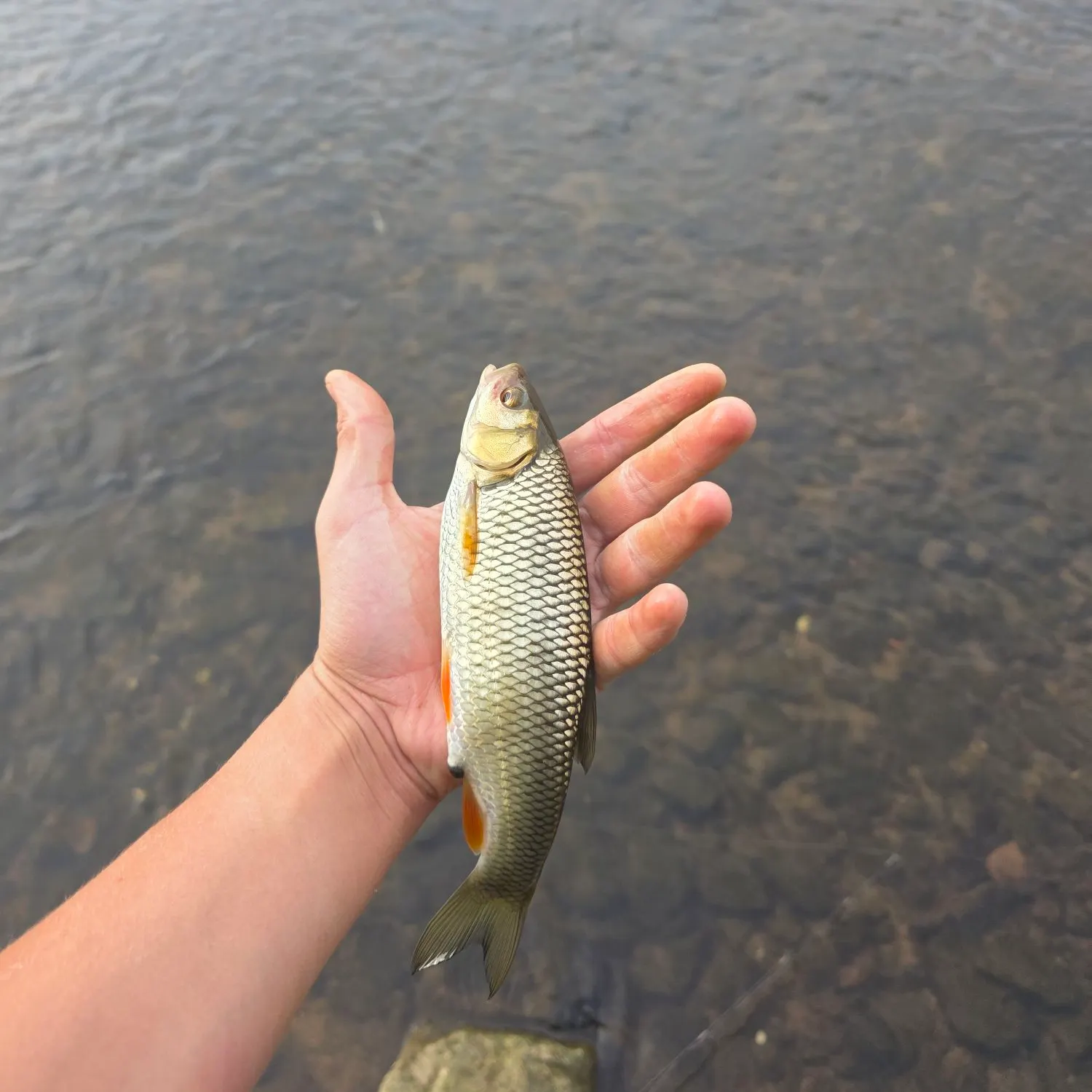 European chub caught on Fishbrain