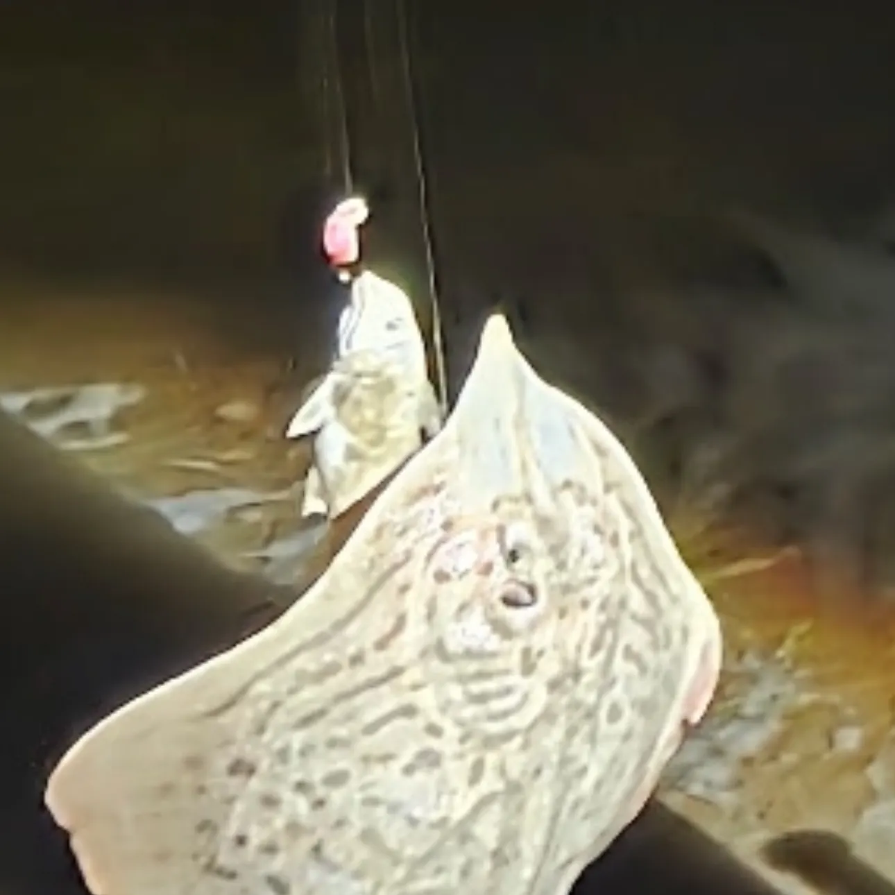 The most recent Blue skate catches on Fishbrain