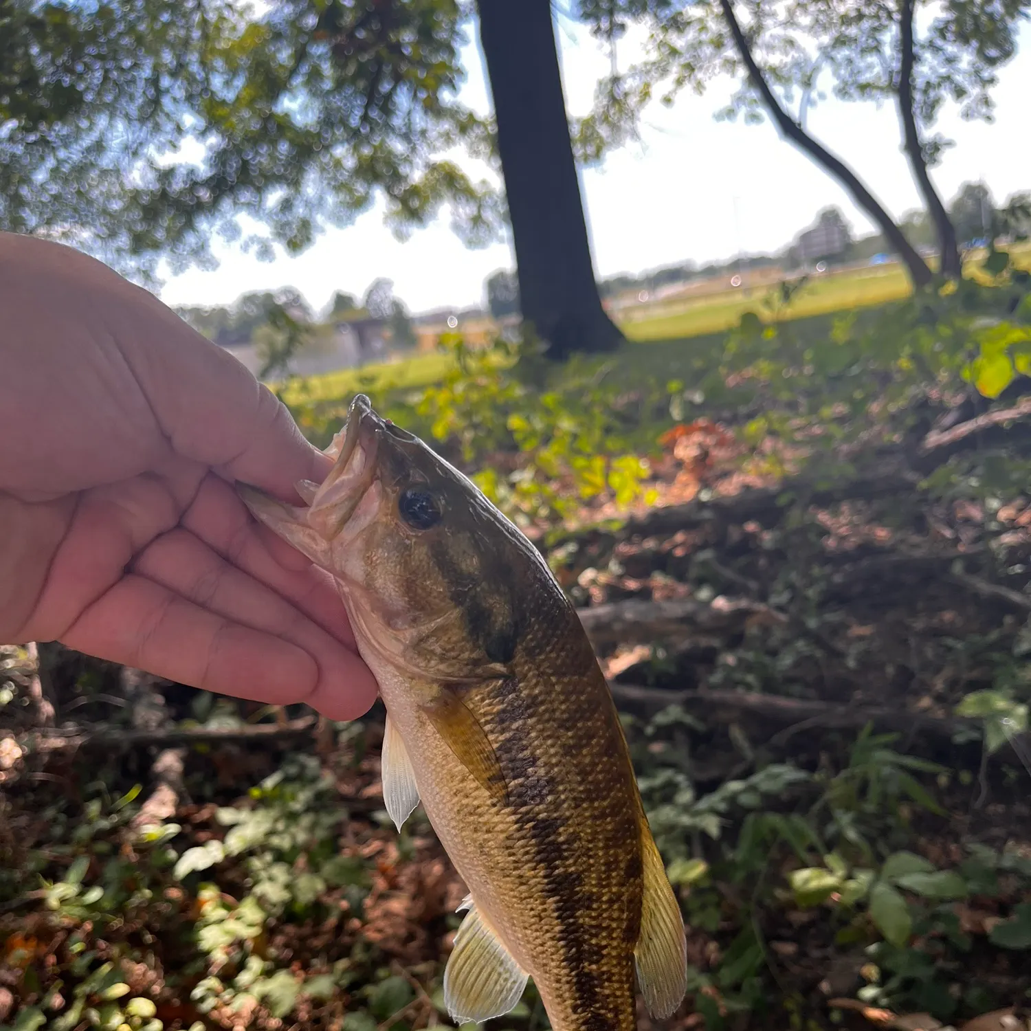 Spotted bass caught on Fishbrain