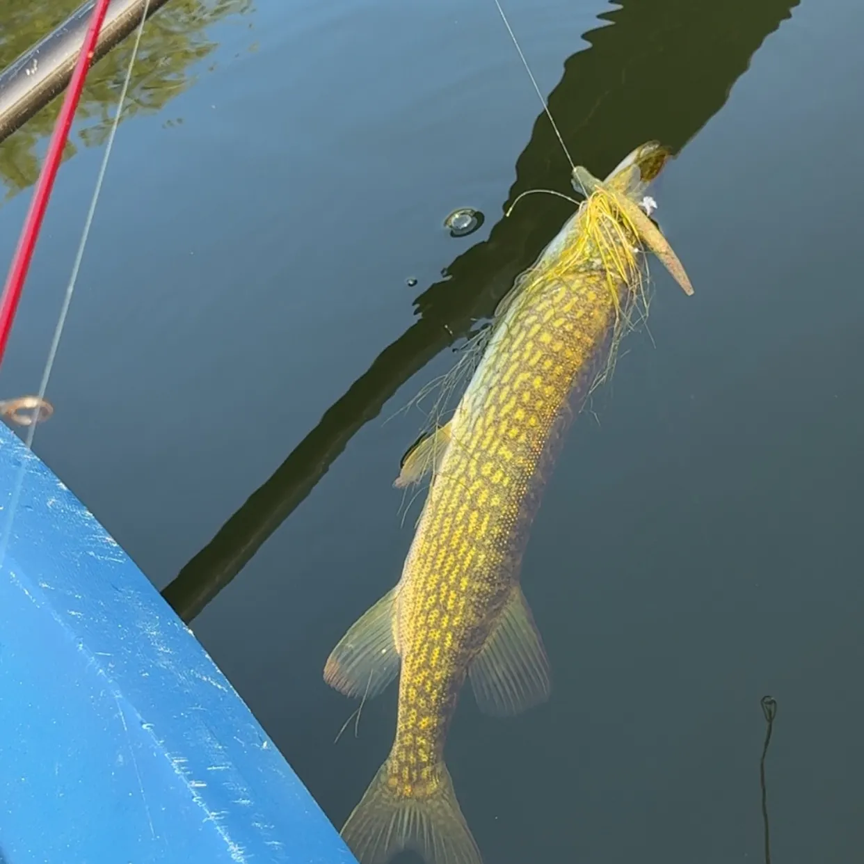 The most recent Chain pickerel catches on Fishbrain