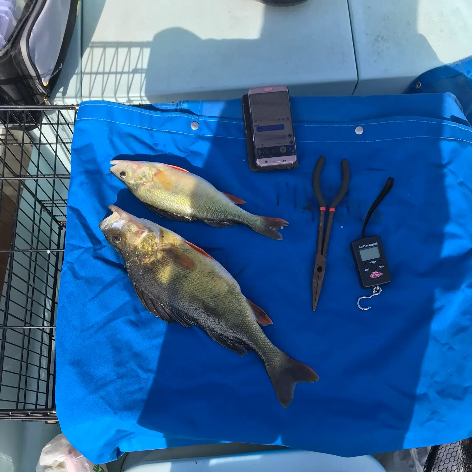 recently logged catches