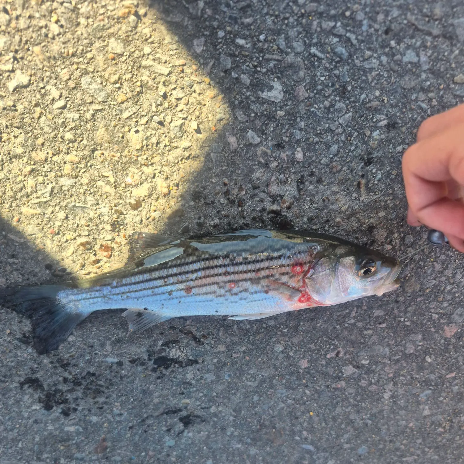 Striped bass caught on Fishbrain