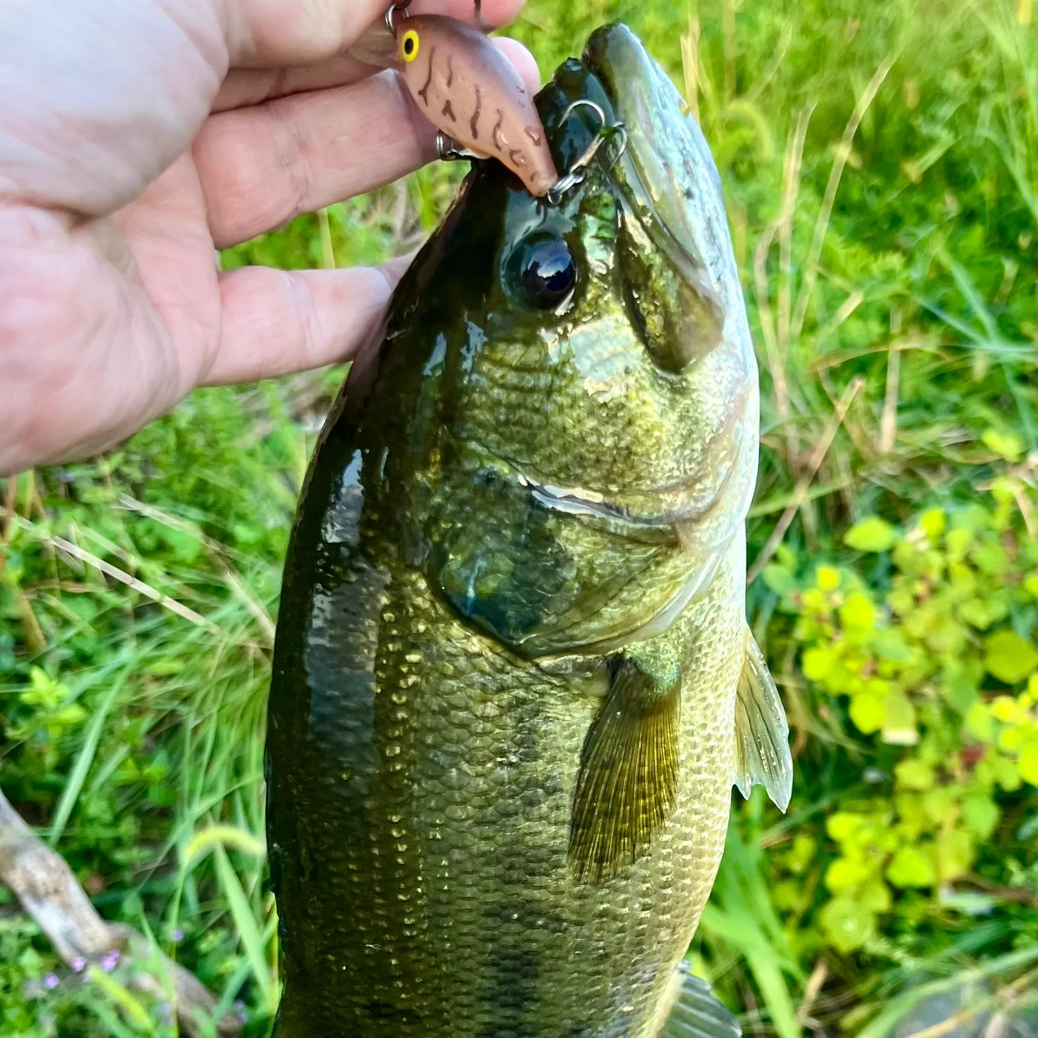 Largemouth bass caught on Fishbrain
