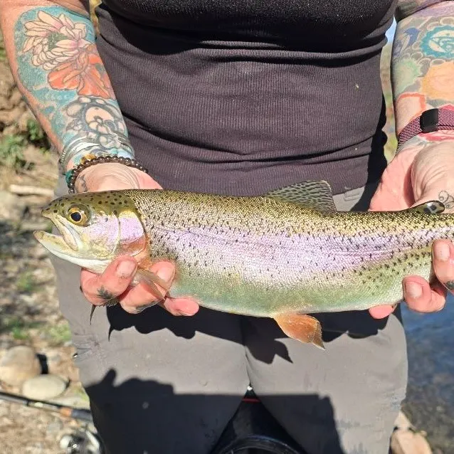 Cutbow caught on Fishbrain