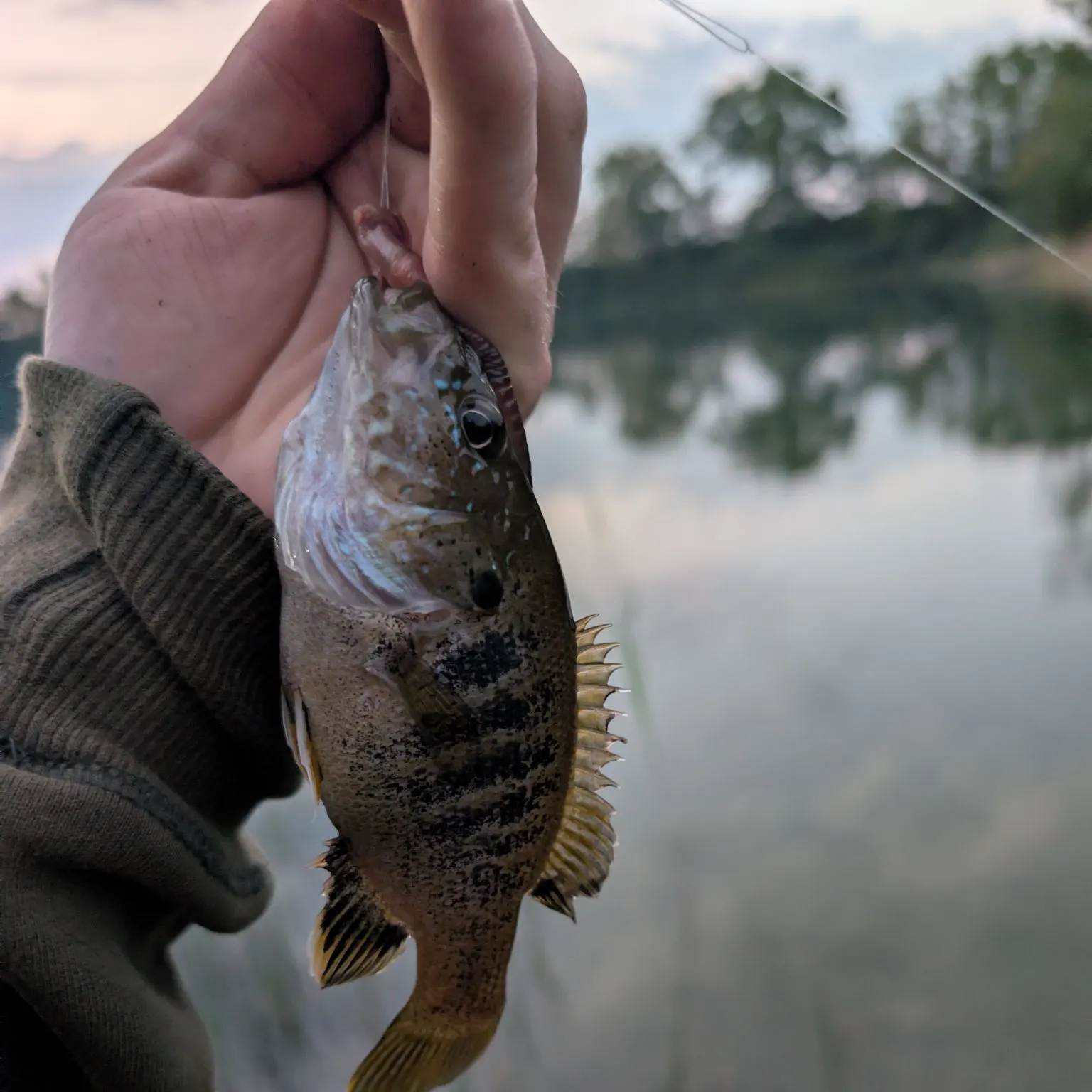 Green sunfish caught on Fishbrain