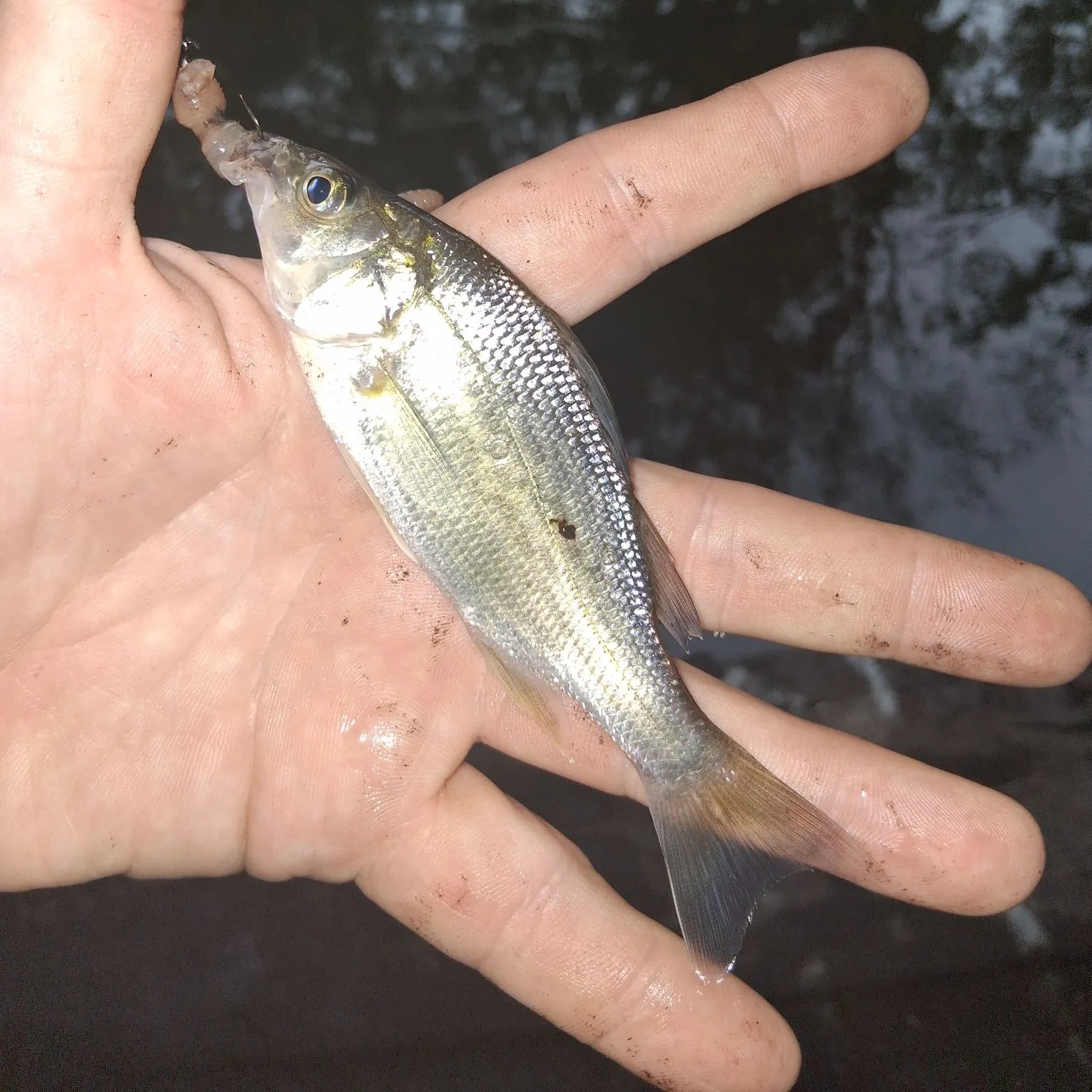 White perch caught on Fishbrain