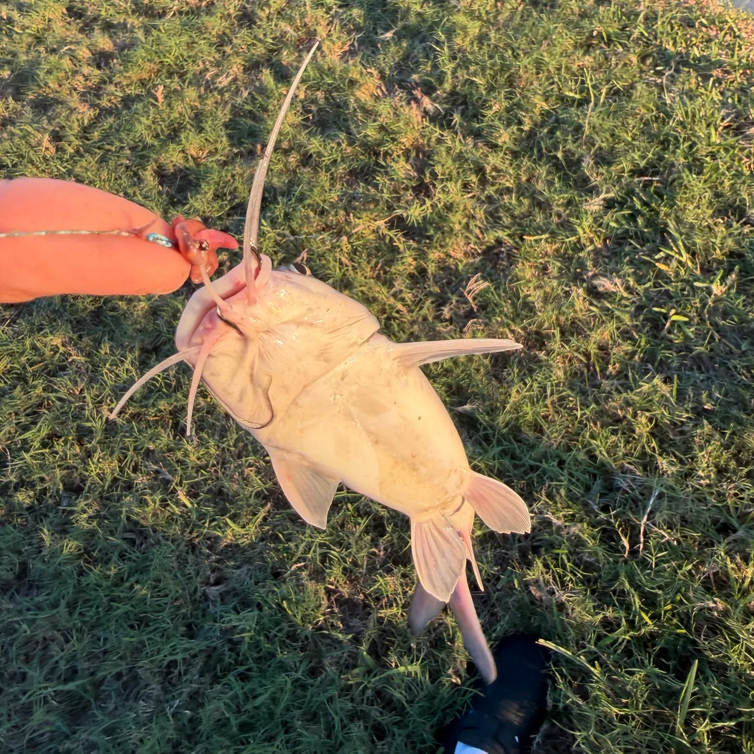 Fish caught on Fishbrain