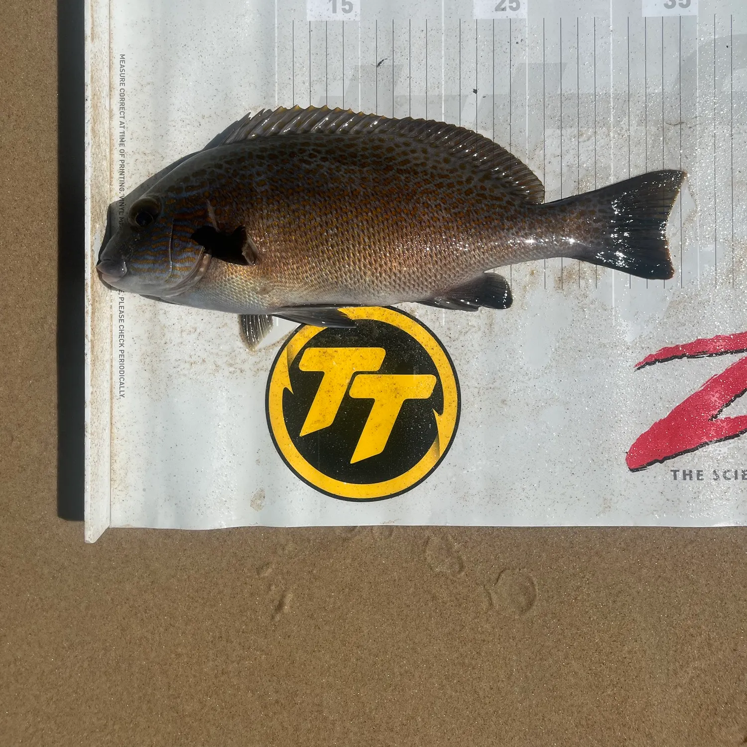 The most recent Lemonfish catches on Fishbrain