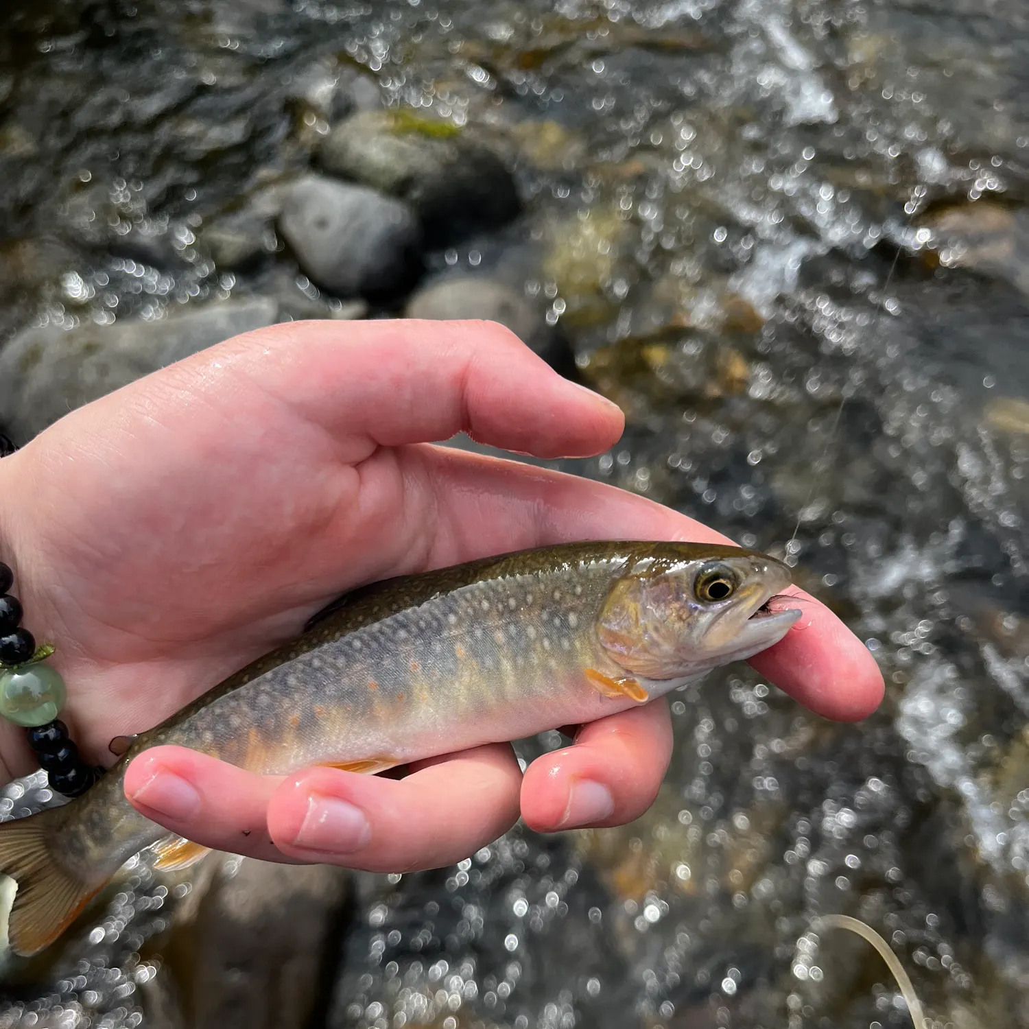 The most recent Whitespotted char catches on Fishbrain