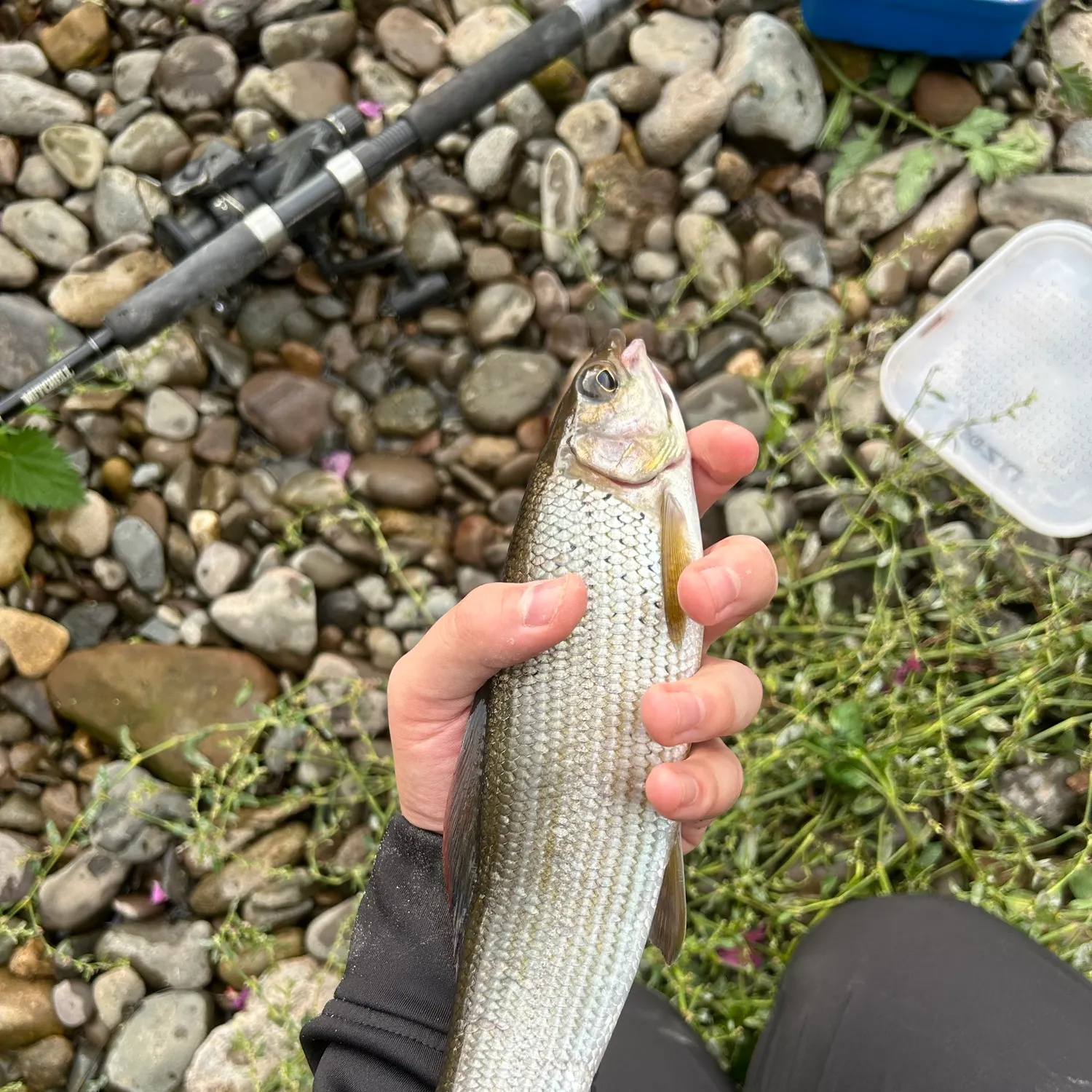 European grayling caught on Fishbrain