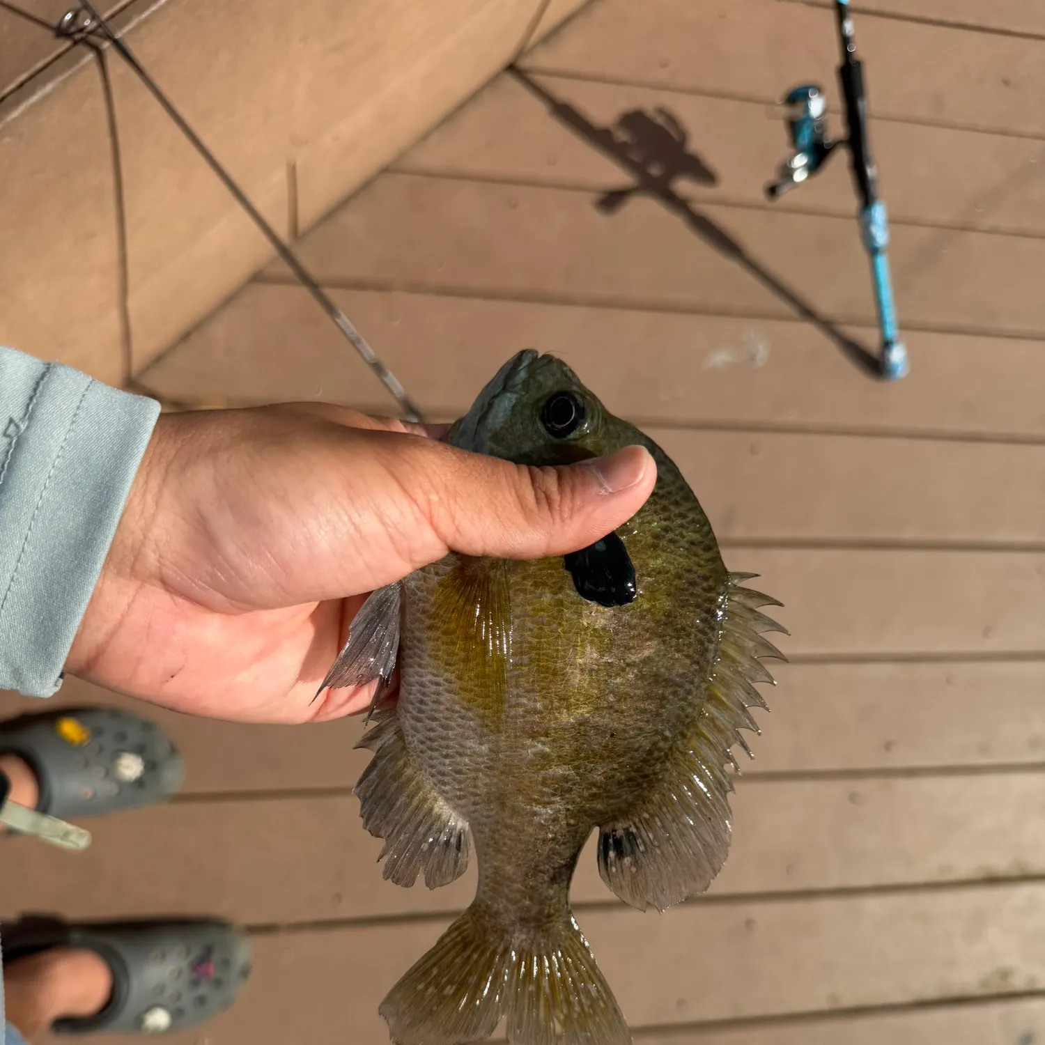 Bluegill caught on Fishbrain