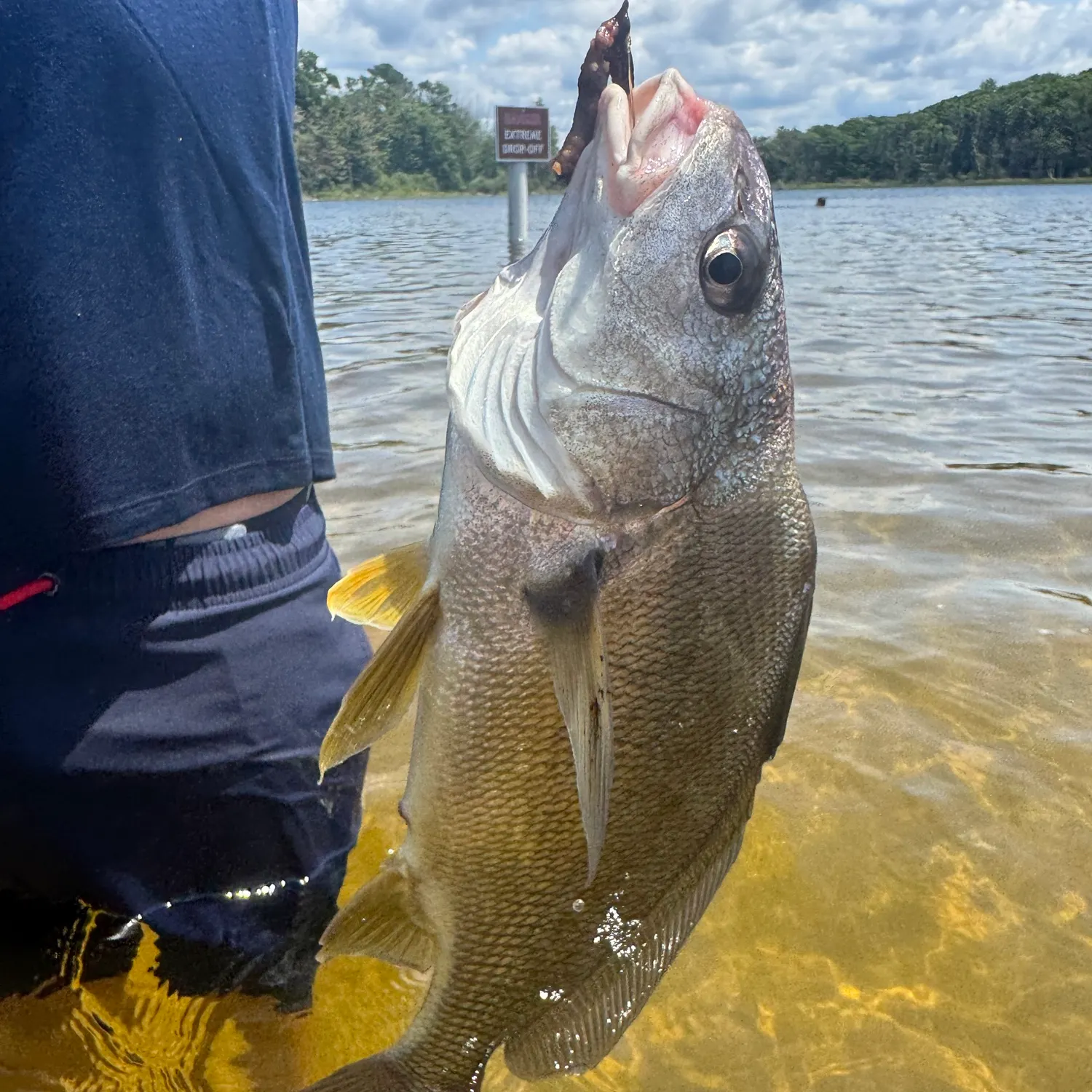 Fish caught on Fishbrain