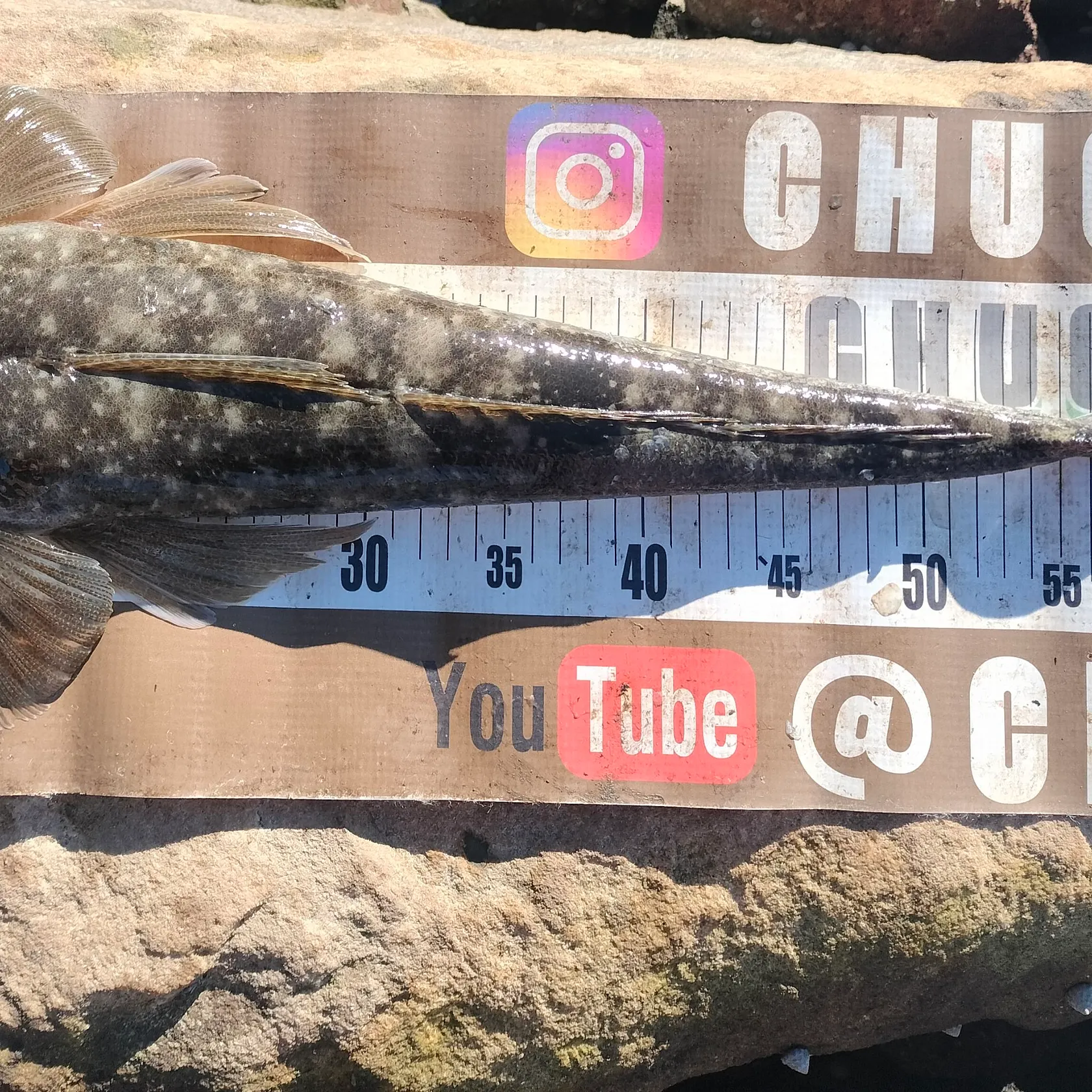 The most recent Dusky flathead catches on Fishbrain