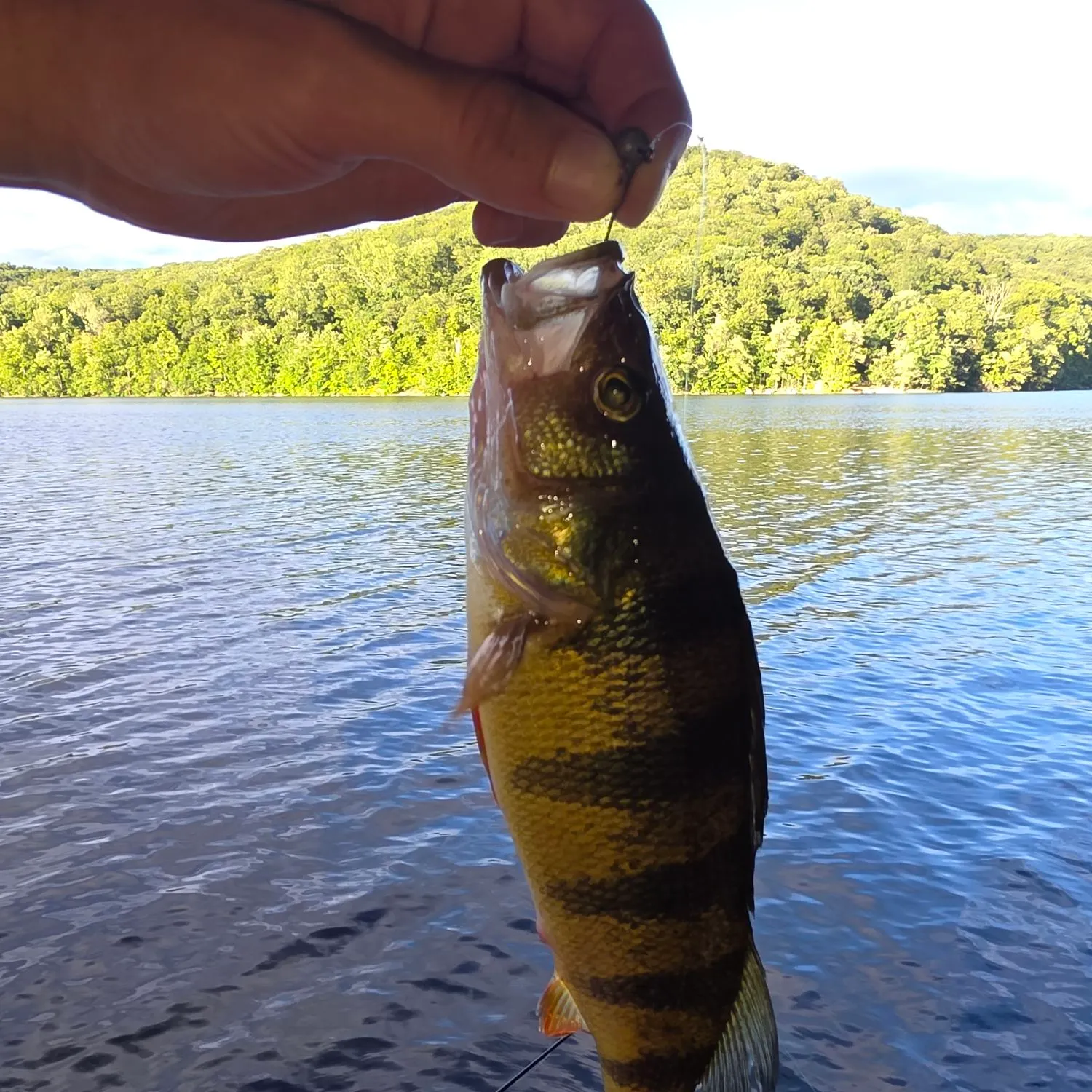 Yellow perch caught on Fishbrain