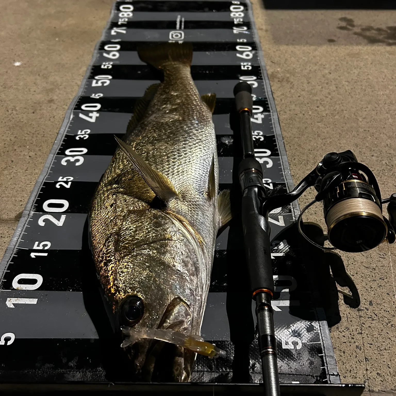 The most recent Japanese meagre catches on Fishbrain